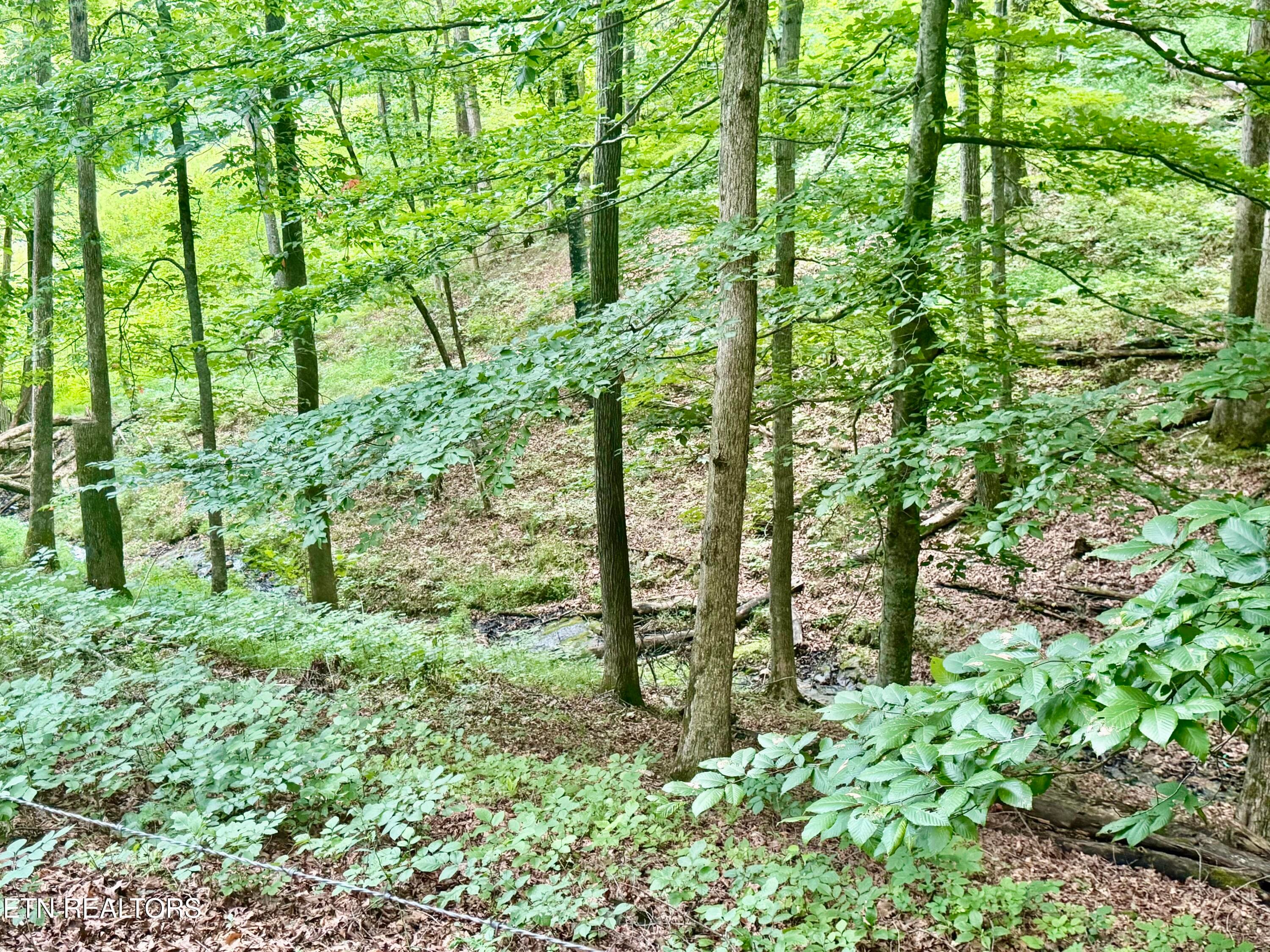IMG_5149 - 1545 Estes Rd, Tazewell, TN 37879, Tazewell