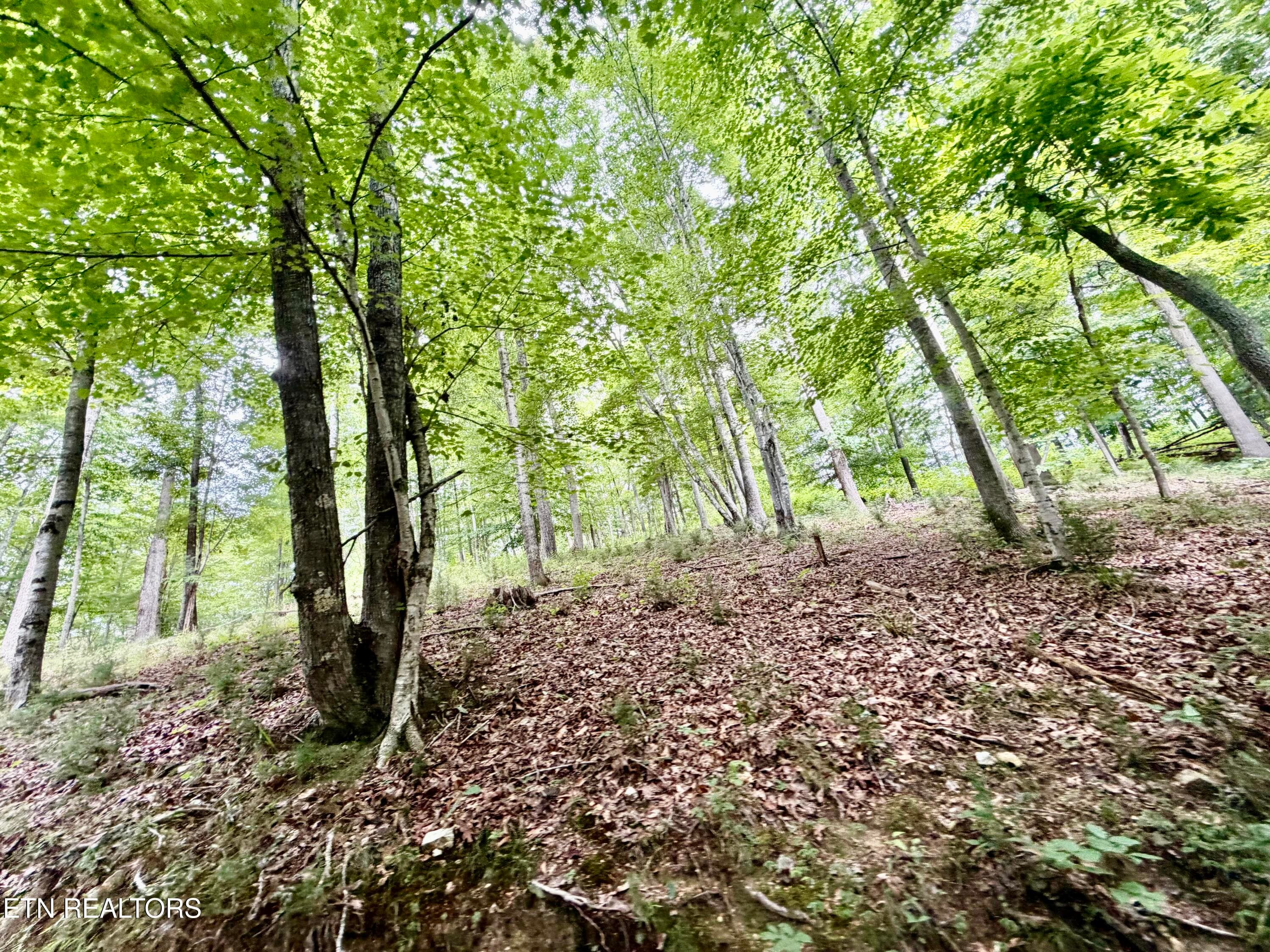 IMG_5116 - 1545 Estes Rd, Tazewell, TN 37879, Tazewell
