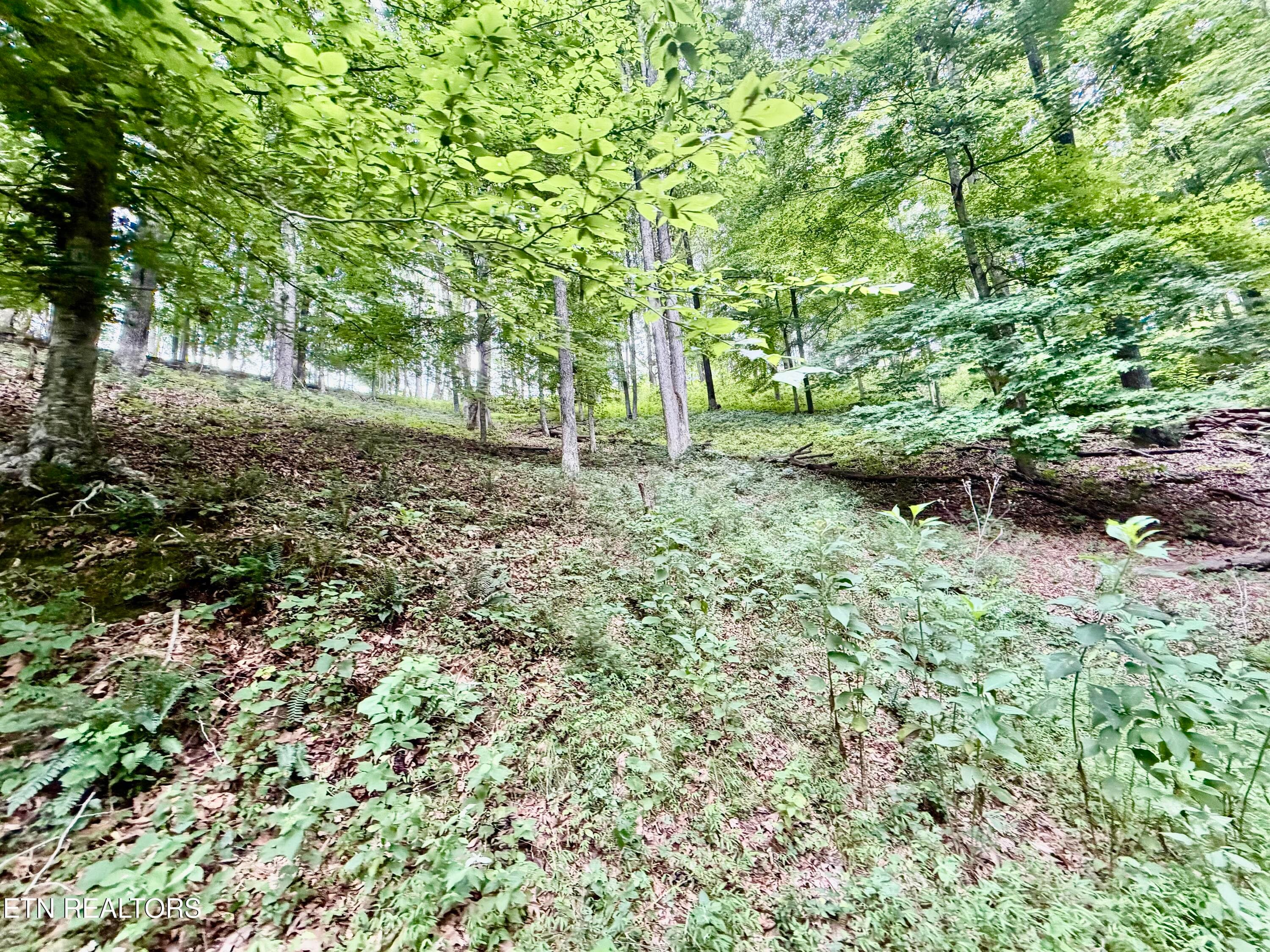 IMG_5115 - 1545 Estes Rd, Tazewell, TN 37879, Tazewell