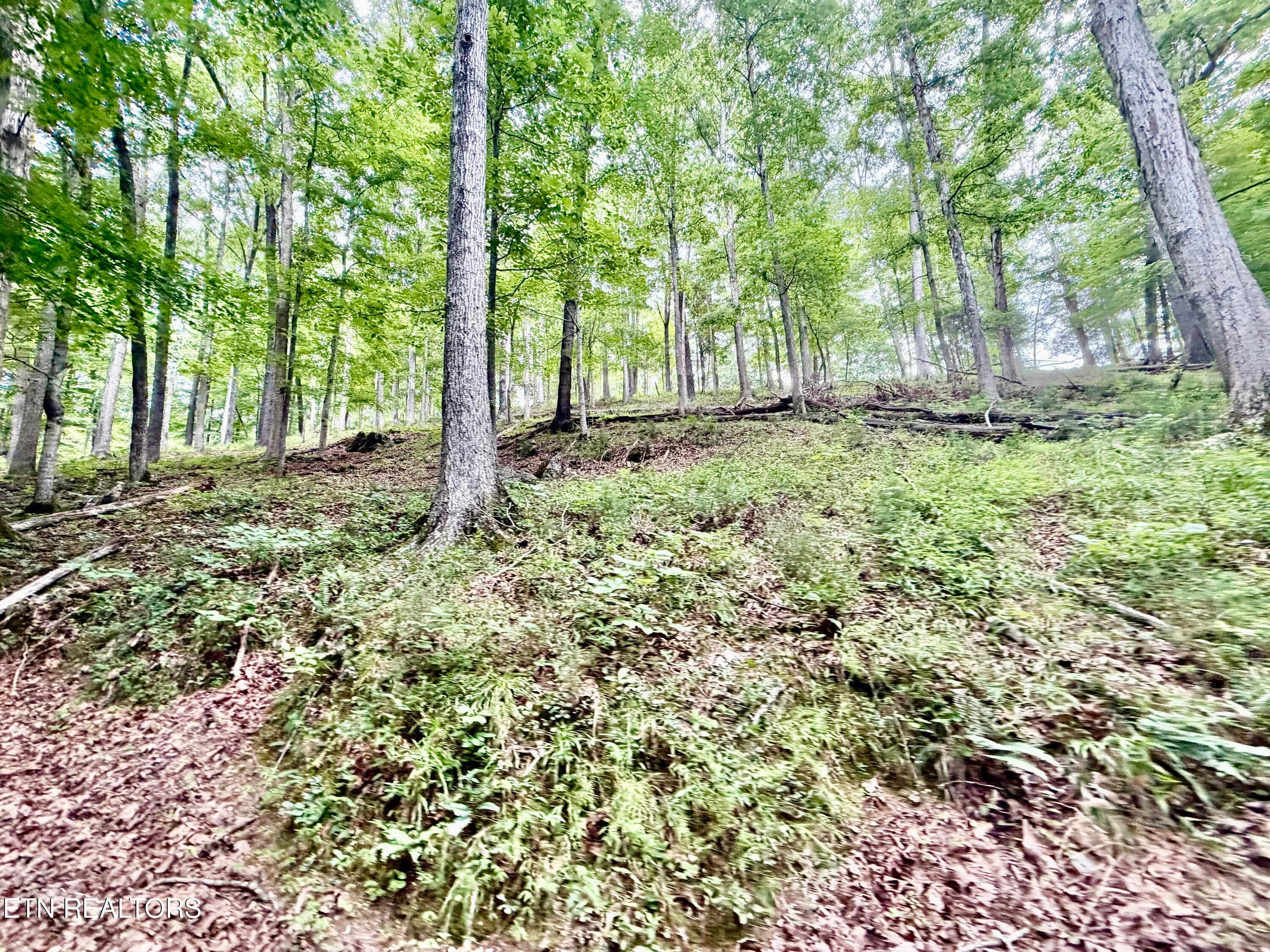 IMG_5114 - 1545 Estes Rd, Tazewell, TN 37879, Tazewell