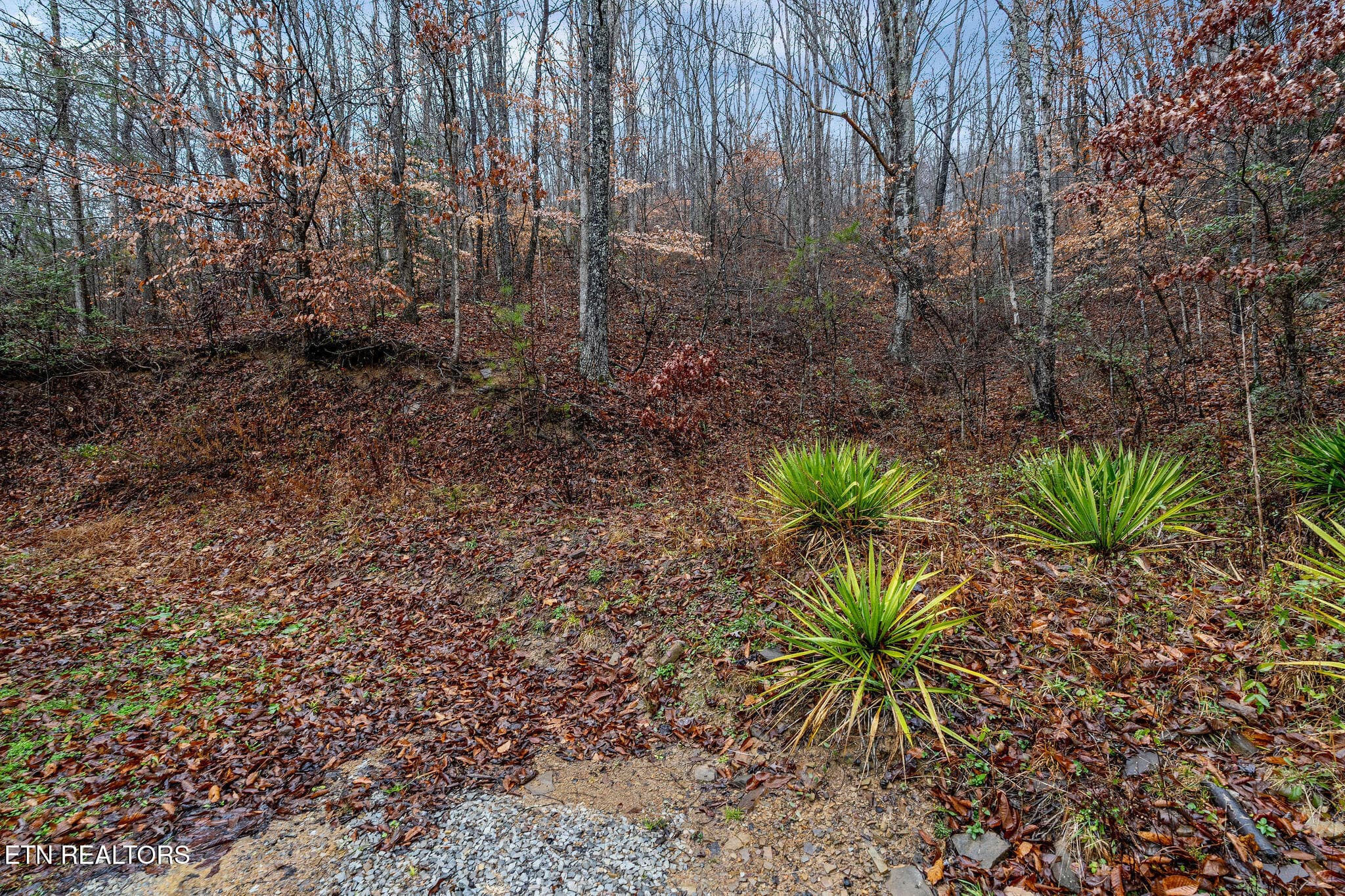 DSC02084 - 7300 Snake Hollow Rd, Sneedville, TN 37869