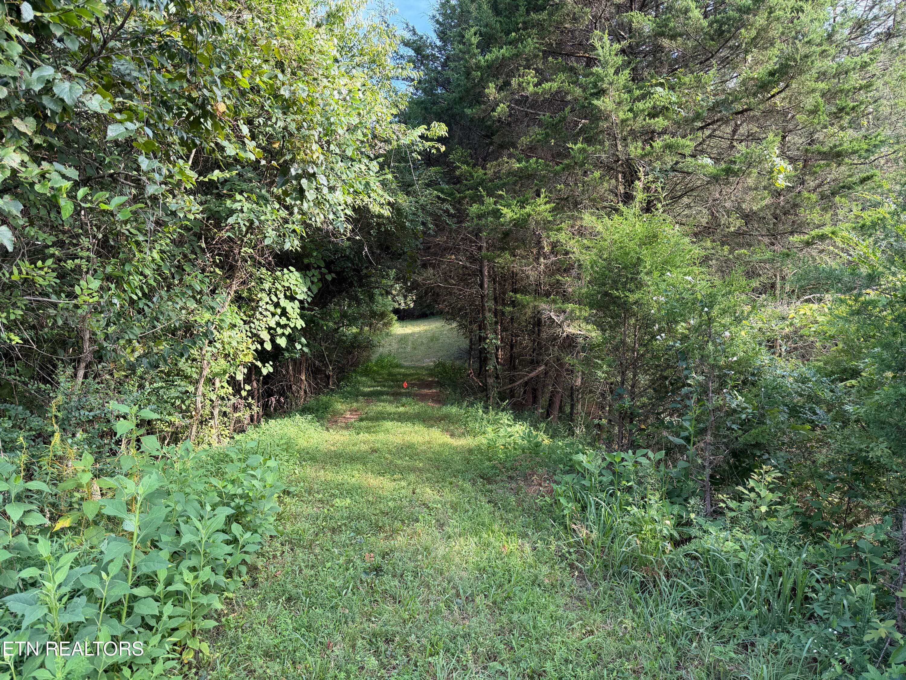 IMG_3168 - 2490 Whittle Rd, New Market, TN 37820