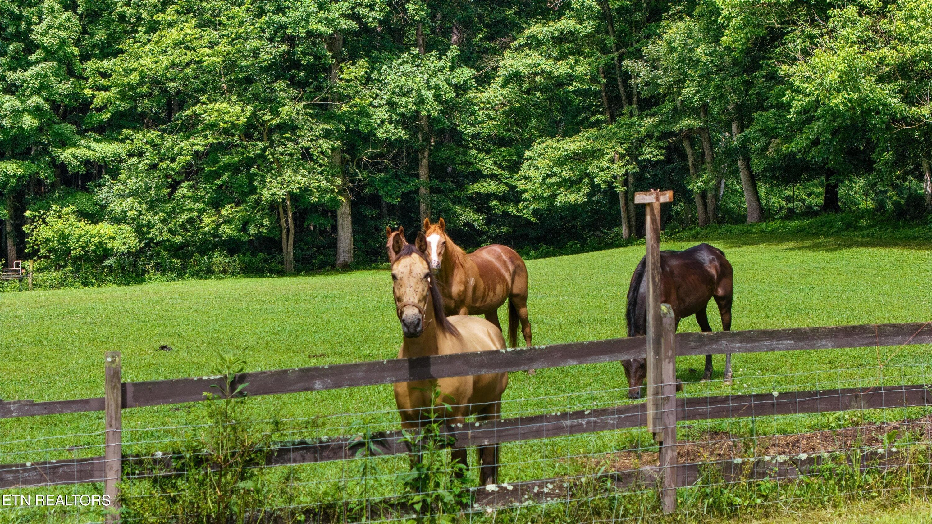 053-518 Buell Rd-019 - 518 Buell Rd, Sneedville, TN 37869
