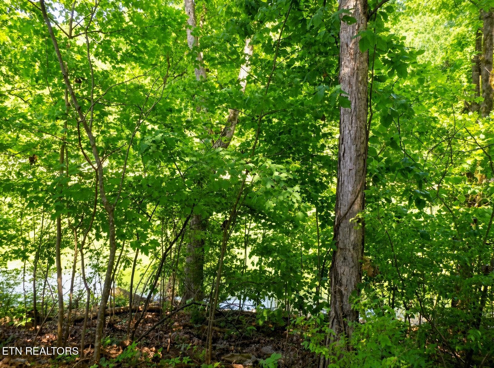 Lot 13 - Lot 13 Shorewood Point, Morristown, TN 37814