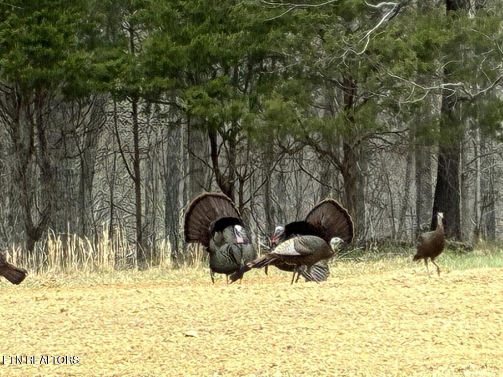 246930_60 - 1692 Highland Mountain Rd, Rickman, TN 38580