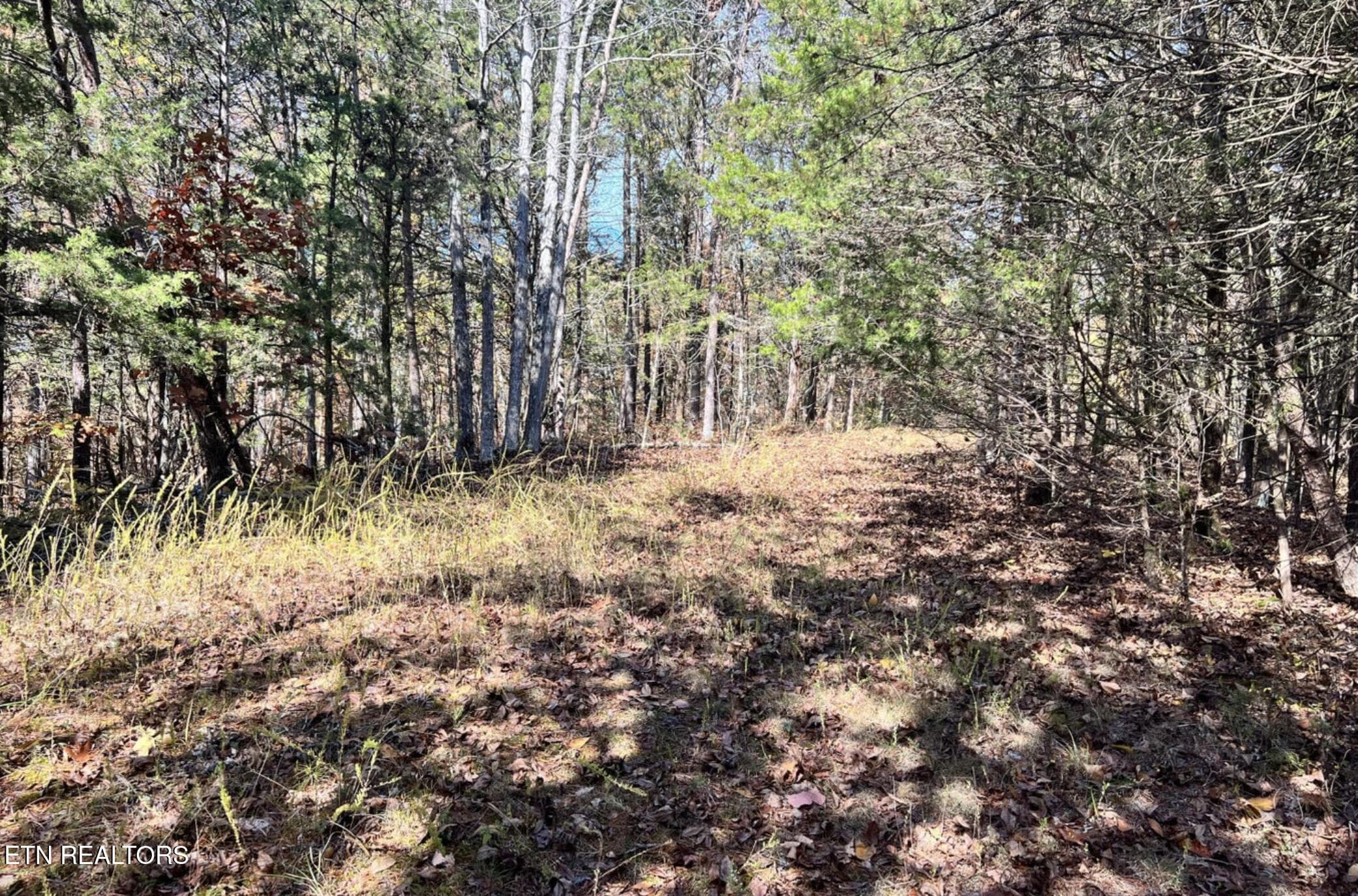 8.15 Wooded Area Behind House - 110 Rankin Hill Rd, Newport, TN 37821
