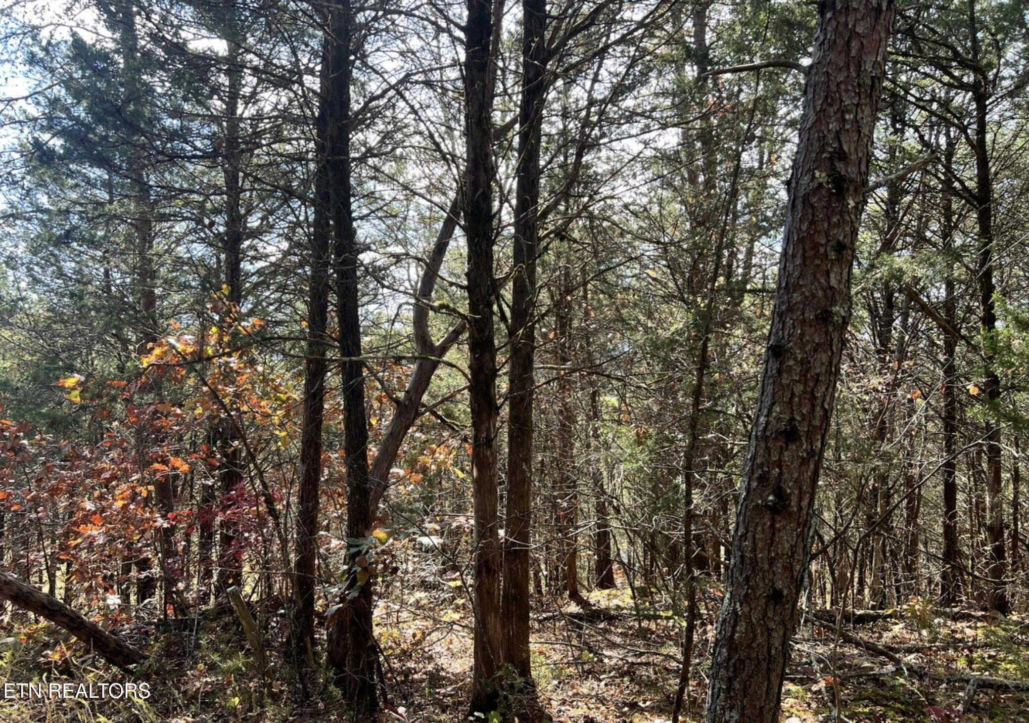 8.16 Wooded Area Behind House - 110 Rankin Hill Rd, Newport, TN 37821