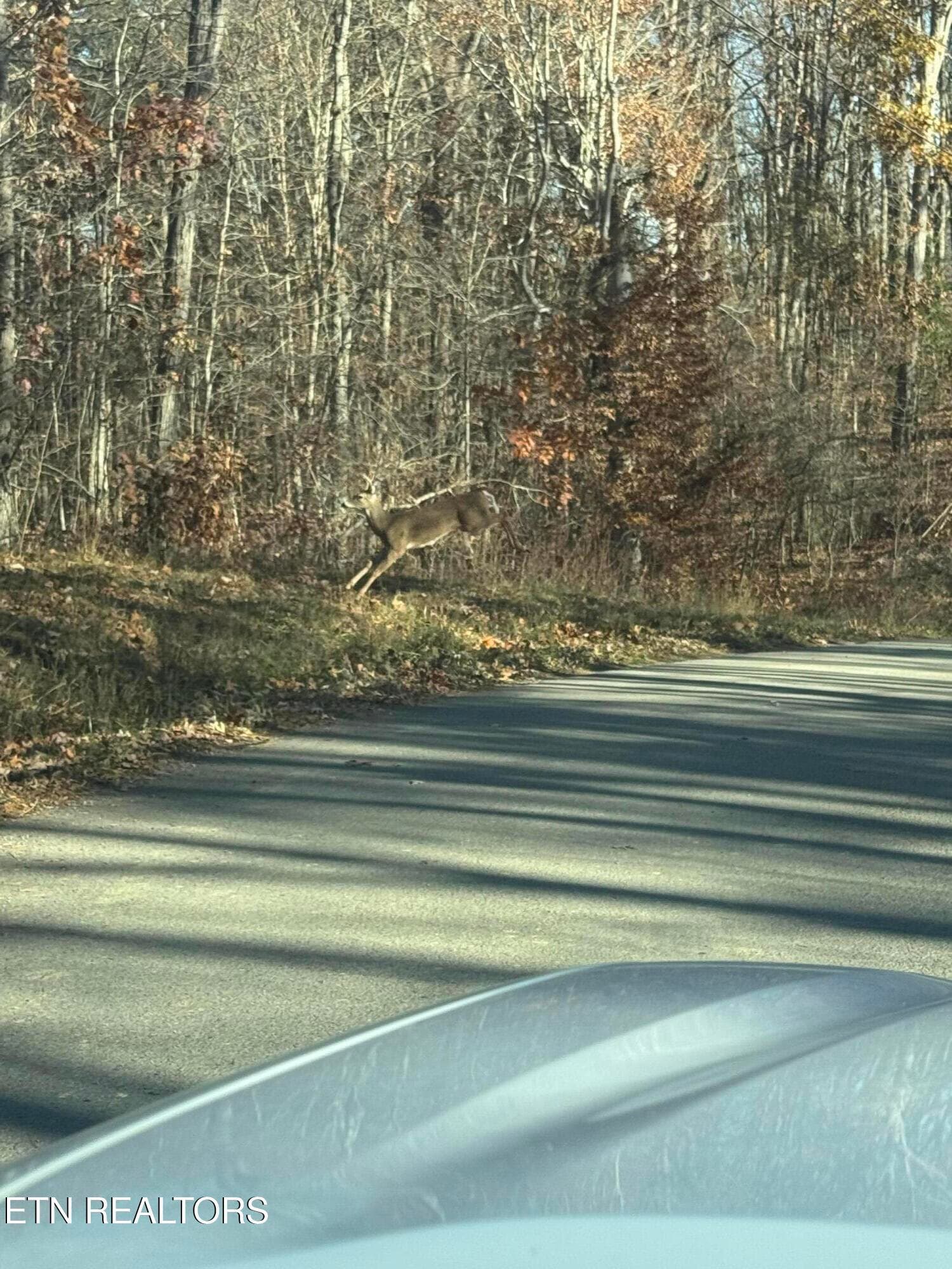 Pic 5 - Iron Gate Drive, Baneberry, TN 37890
