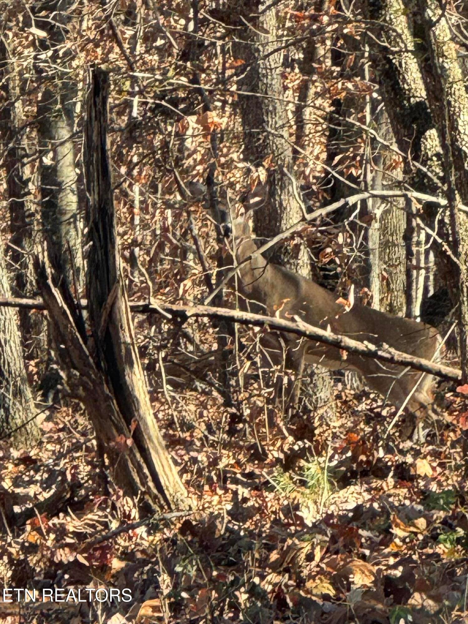 Pic 7 - Iron Gate Drive, Baneberry, TN 37890