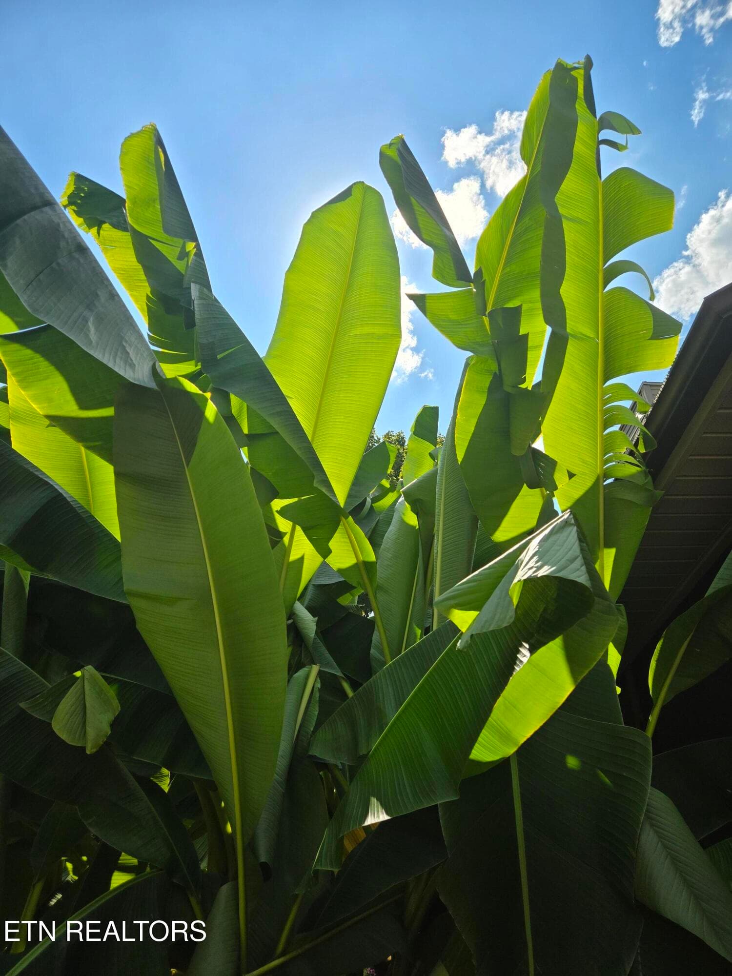 Beautiful Banana Tree - 7524 Inverrary Circle, Knoxville, TN 37918