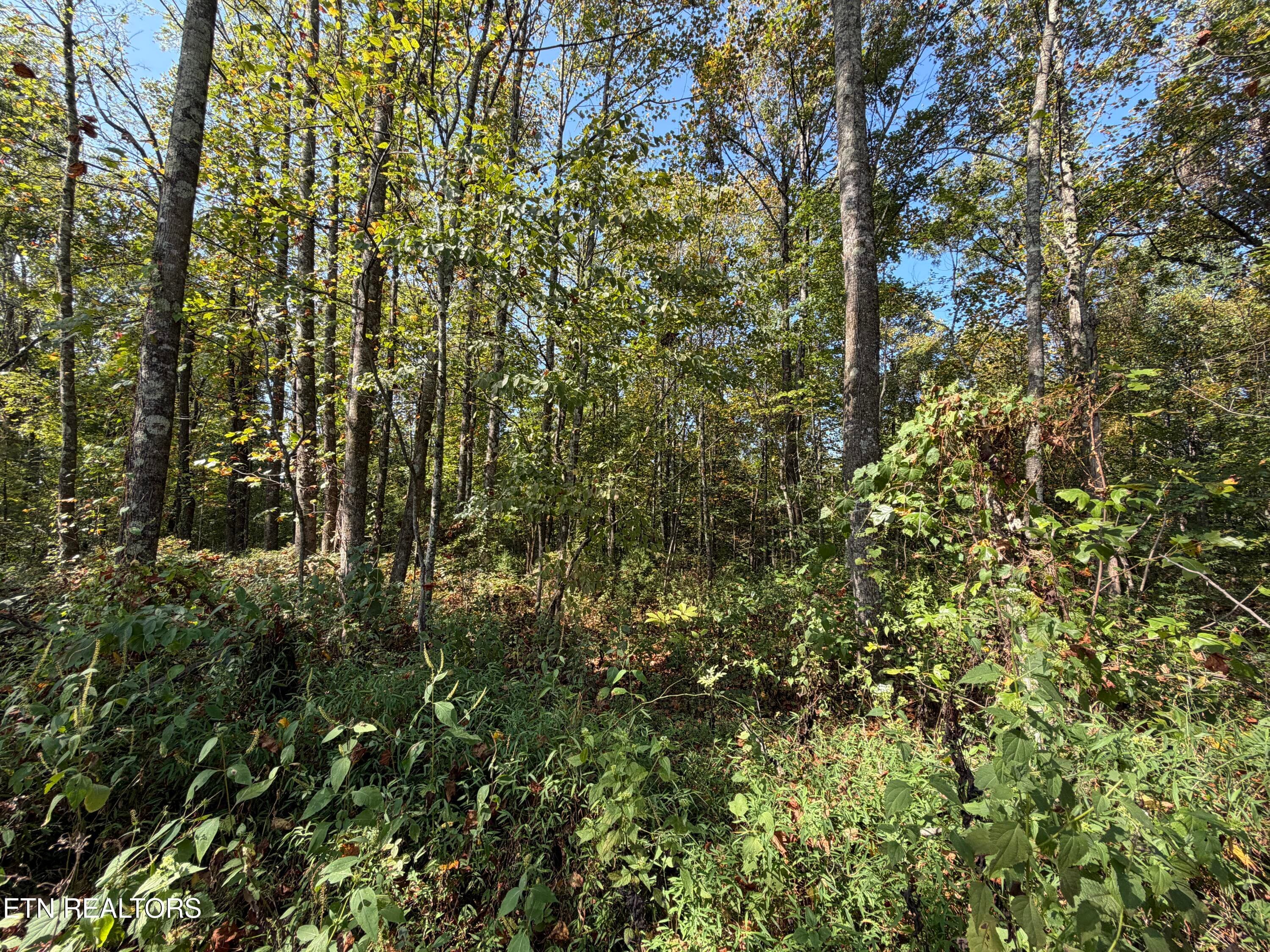 IMG_1465 - 22.35 Ac Moore Knob Rd, Allardt, TN 38504