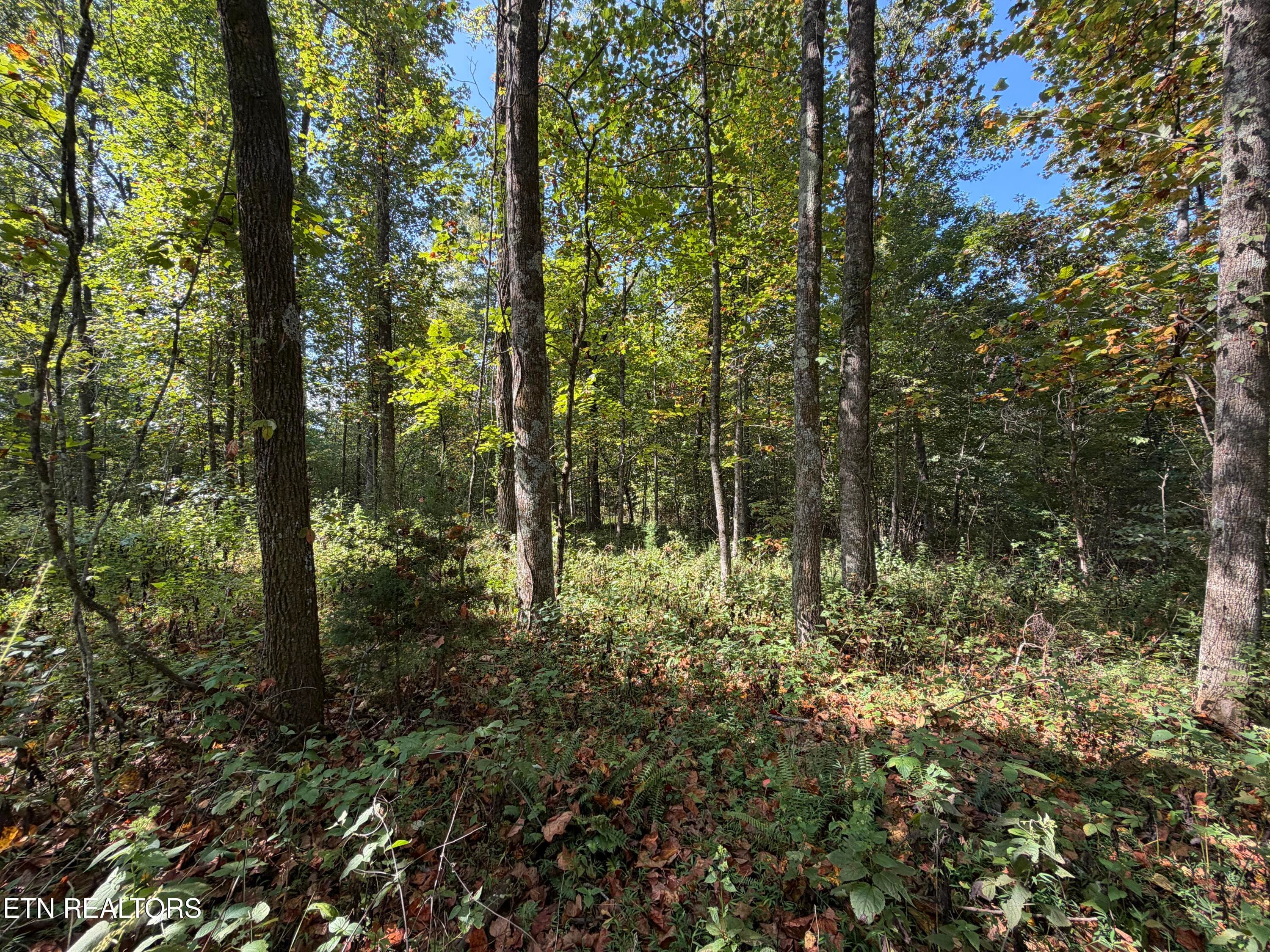 IMG_1467 - 22.35 Ac Moore Knob Rd, Allardt, TN 38504