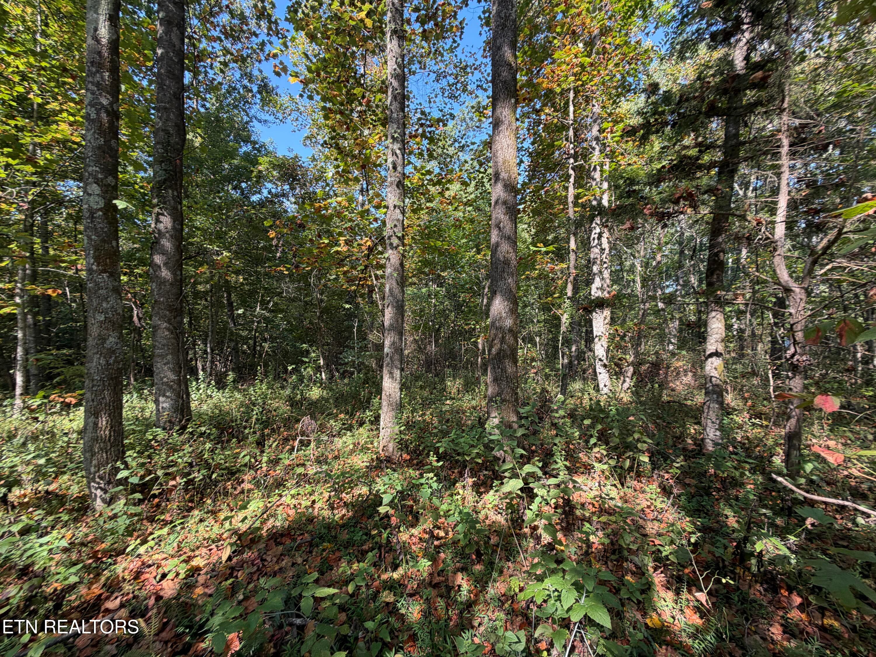 IMG_1468 - 22.35 Ac Moore Knob Rd, Allardt, TN 38504