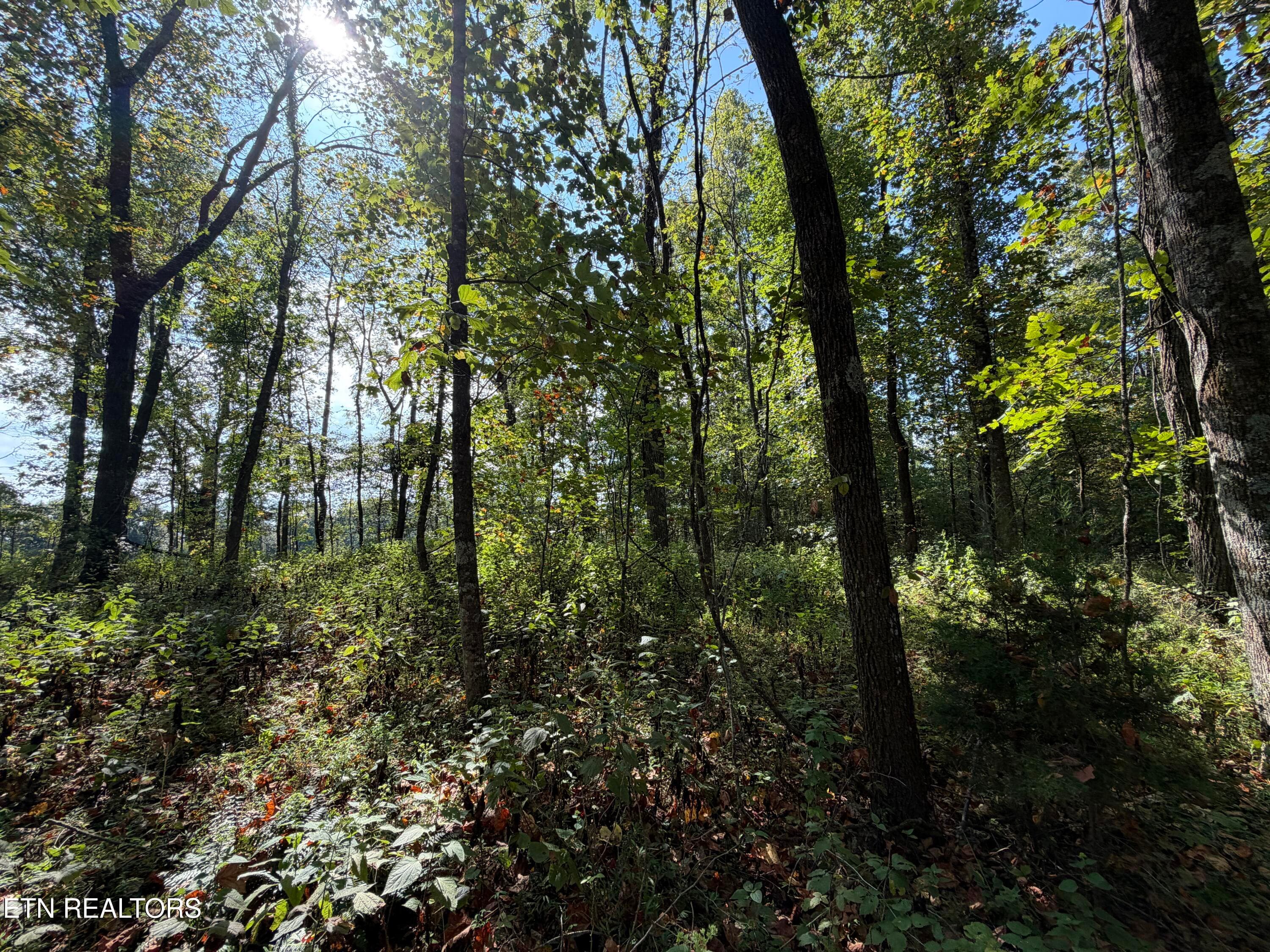 IMG_1469 - 22.35 Ac Moore Knob Rd, Allardt, TN 38504