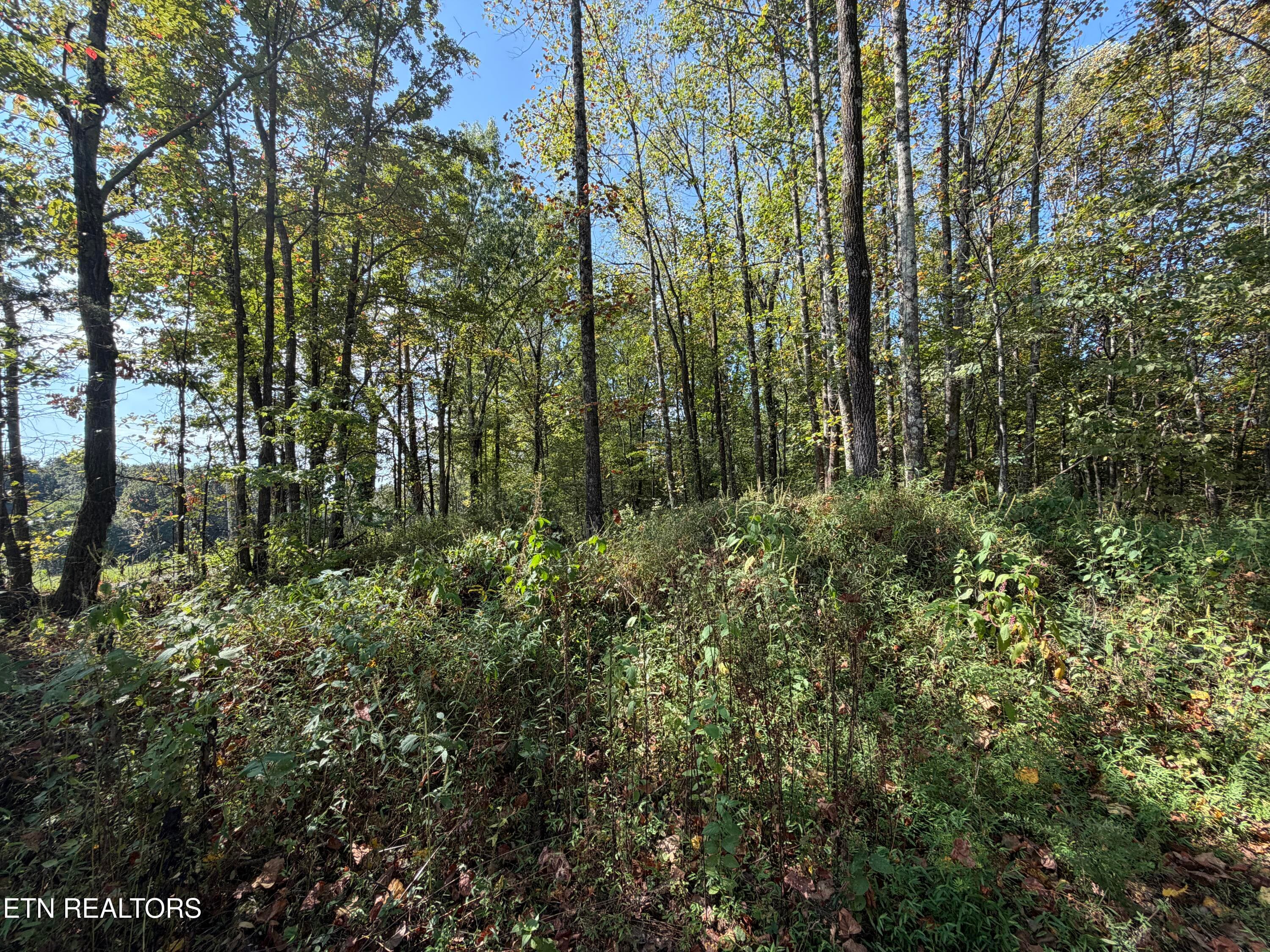 IMG_1470 - 22.35 Ac Moore Knob Rd, Allardt, TN 38504
