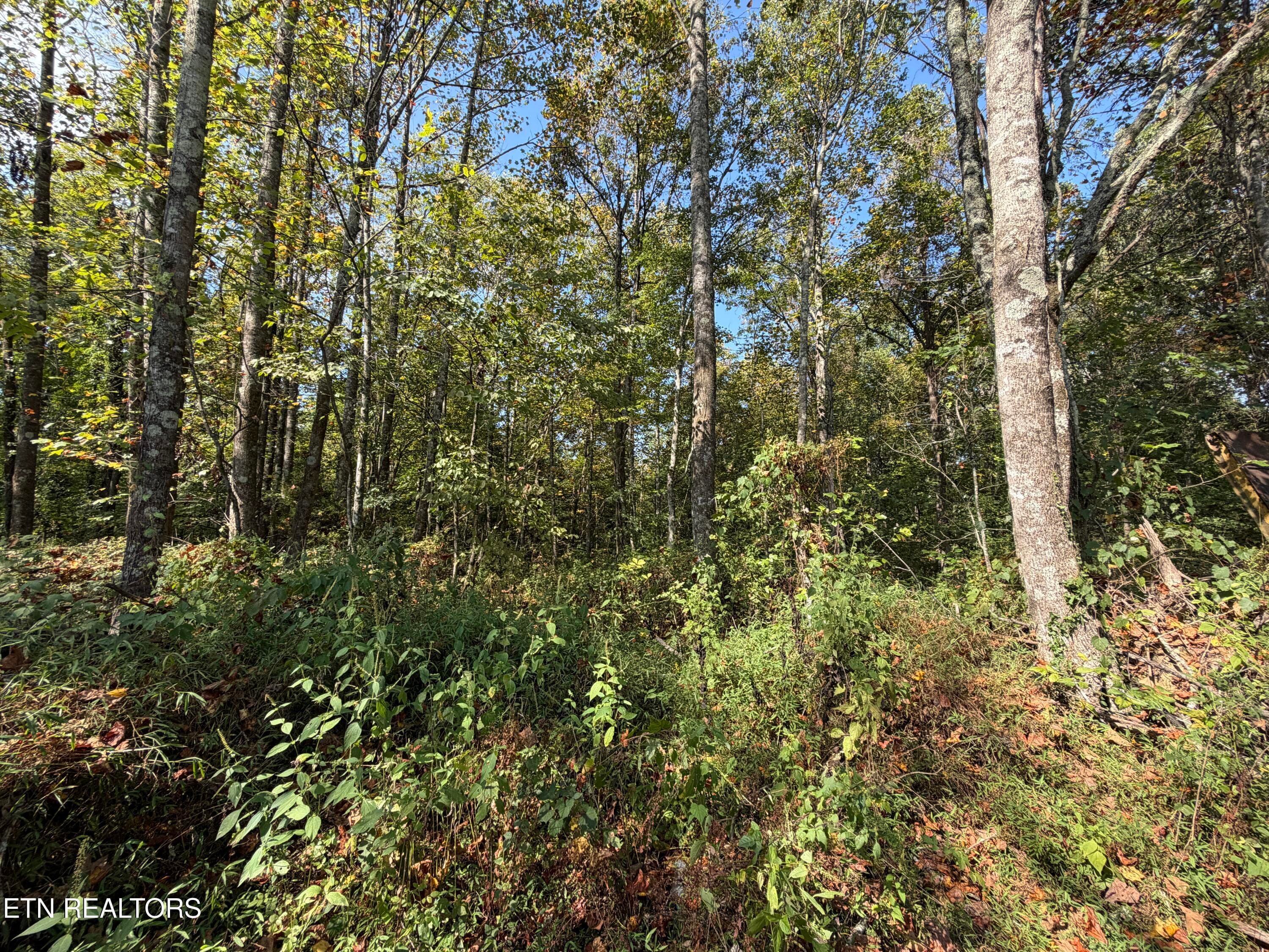 IMG_1471 - 22.35 Ac Moore Knob Rd, Allardt, TN 38504
