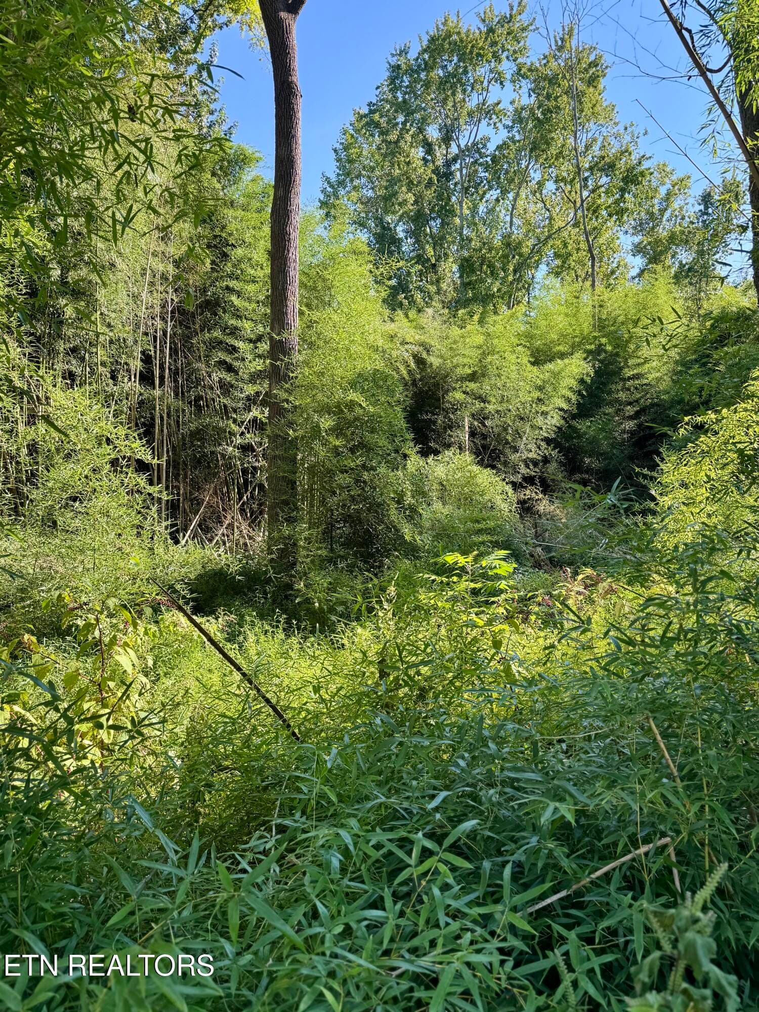 S Lenoir Ave, Rockwood, TN 37854