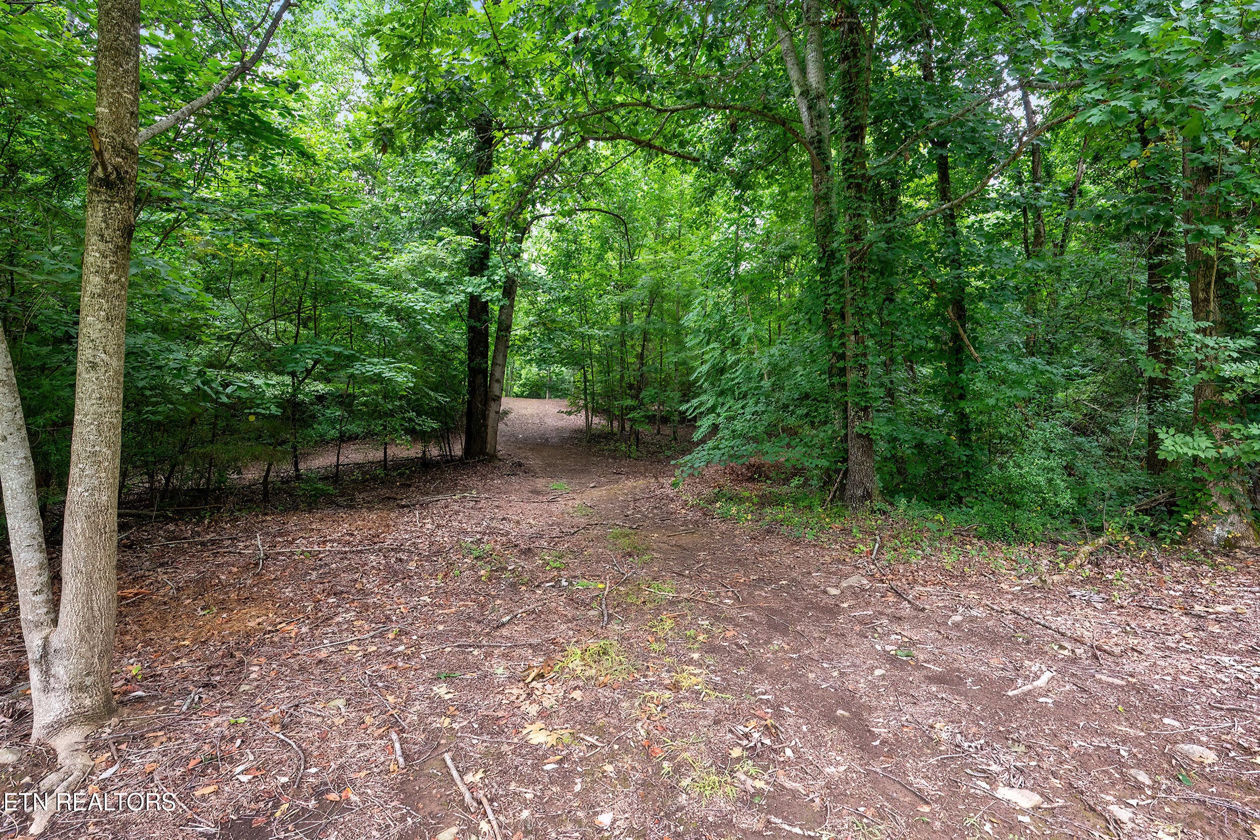 06_beyc69f9248939af2 - 910 English Mtn Rd, Cosby, TN 37722, Cosby