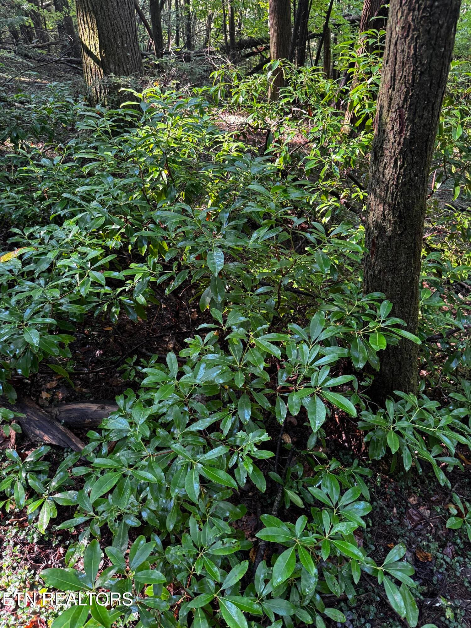 image14 - 1475 Campground Rd, Clarkrange, TN 38553, Clarkrange