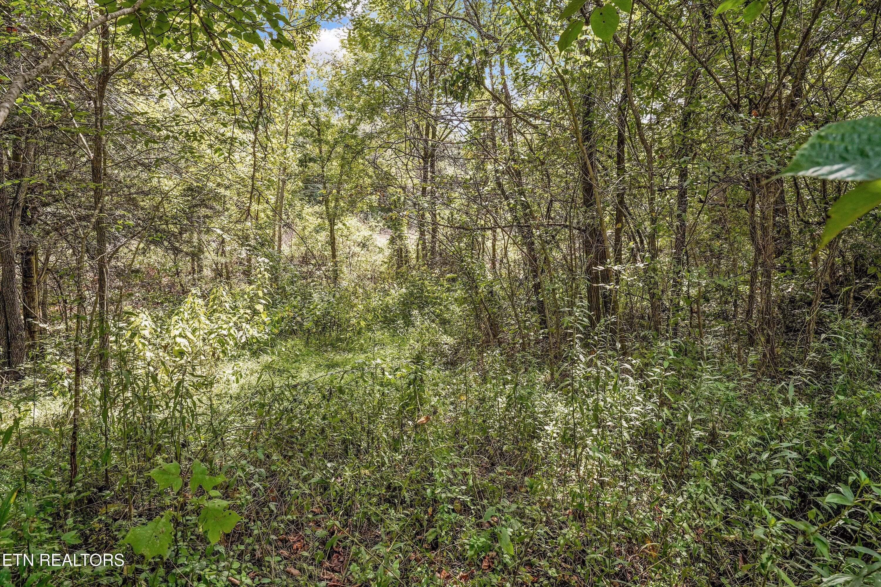 IMG_2872 - Highway 131 West, Treadway, TN 37881