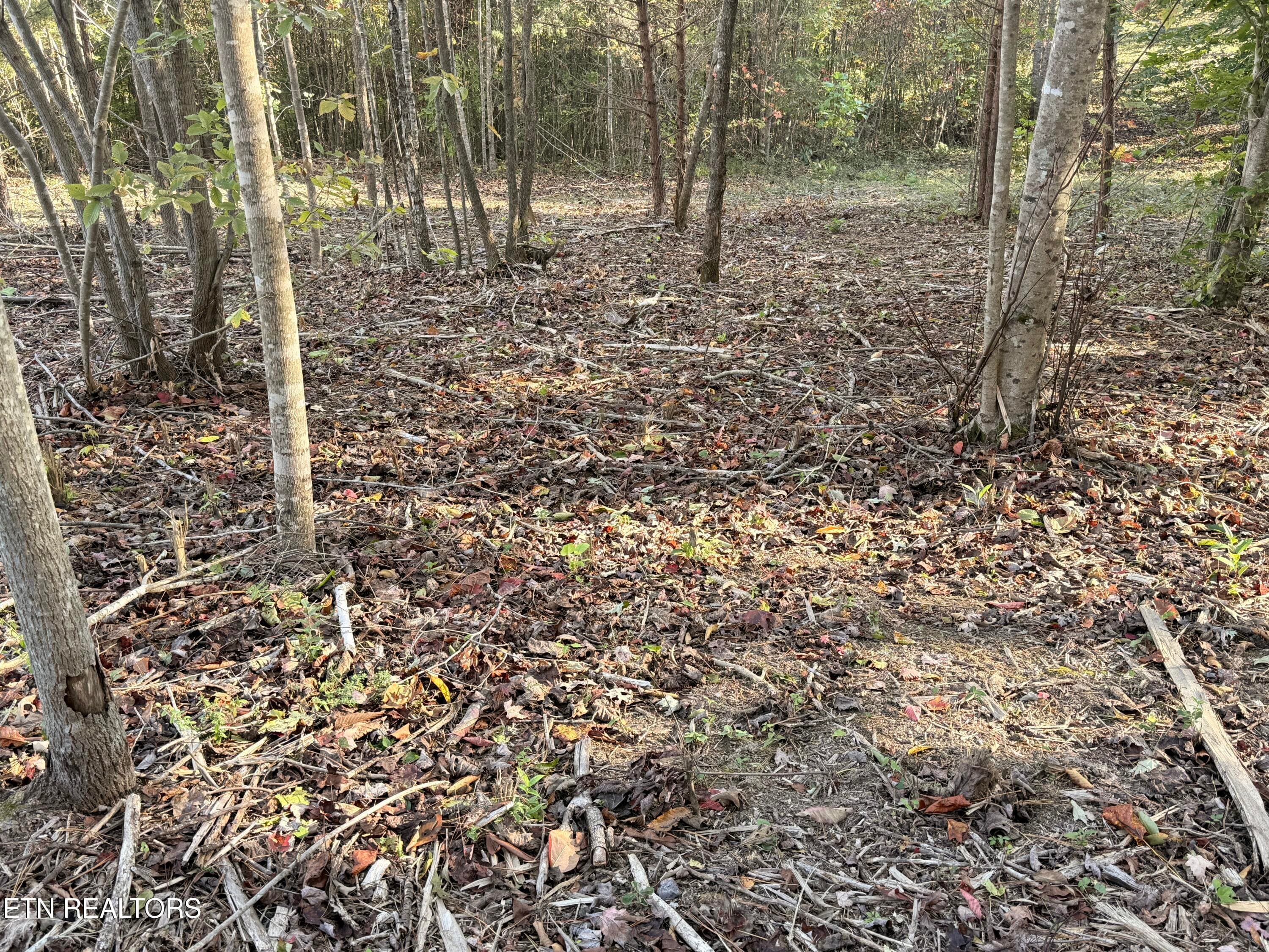 Lower Property - 444 Roses Creek Rd, Clairfield, TN 37715, Clairfield