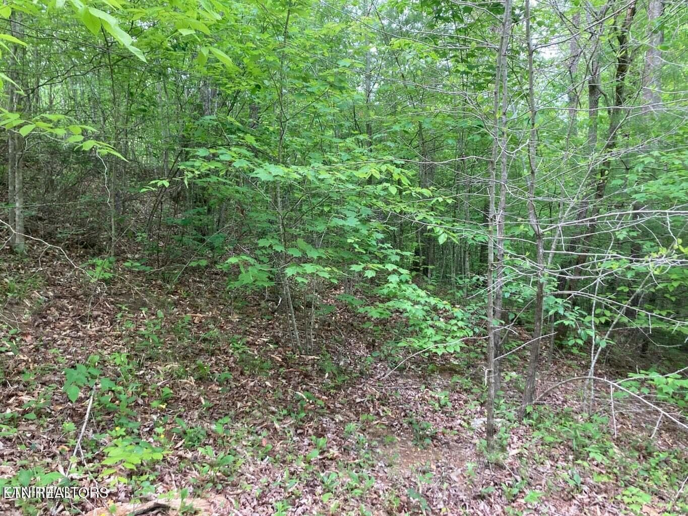 20230525152451287196000000-o - Old US Highway 27-Mtn View Rd, Robbins, TN 37852, Robbins