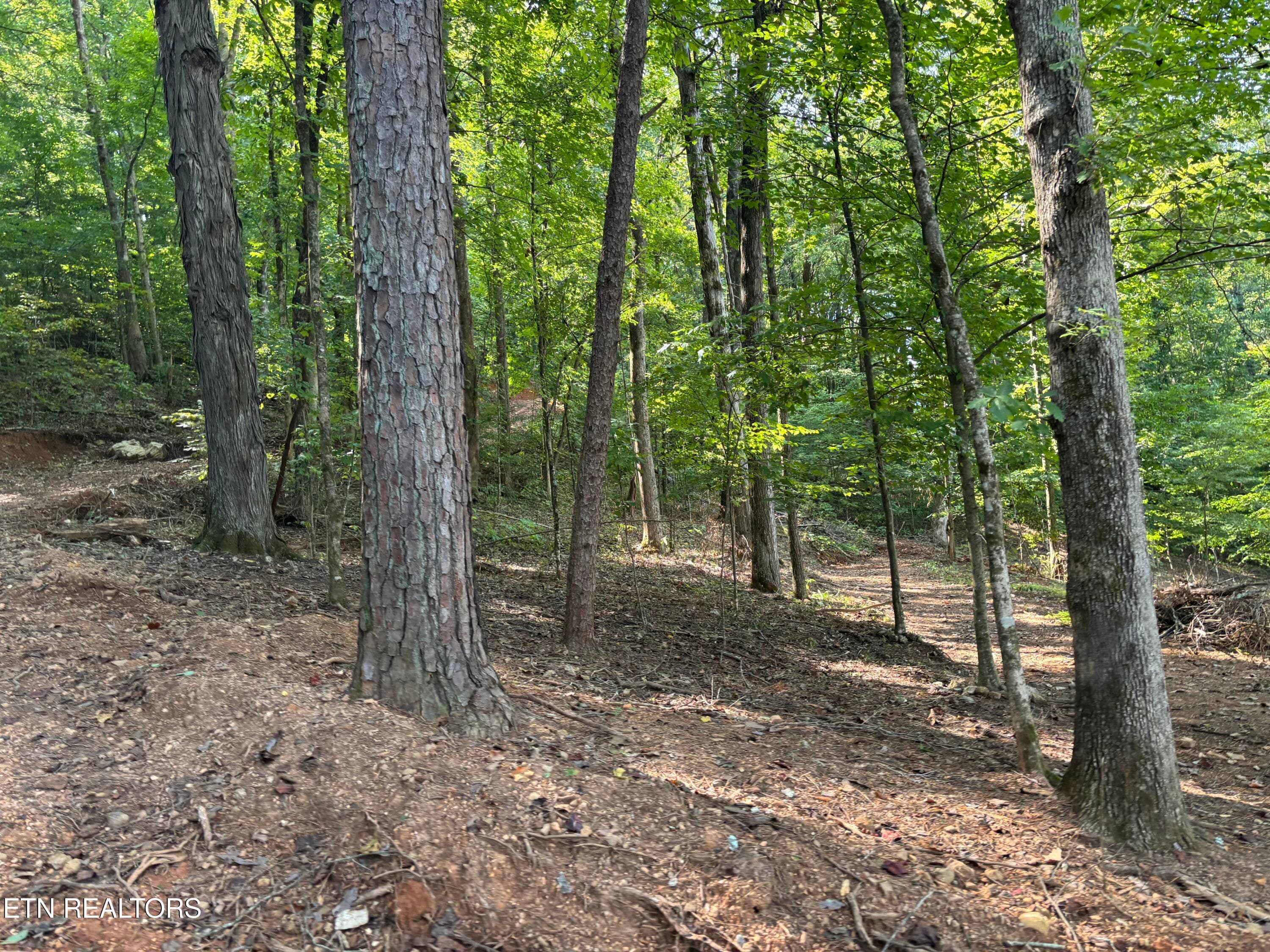 Open Forest - 00 County Road 38, Riceville, TN 37370, Riceville