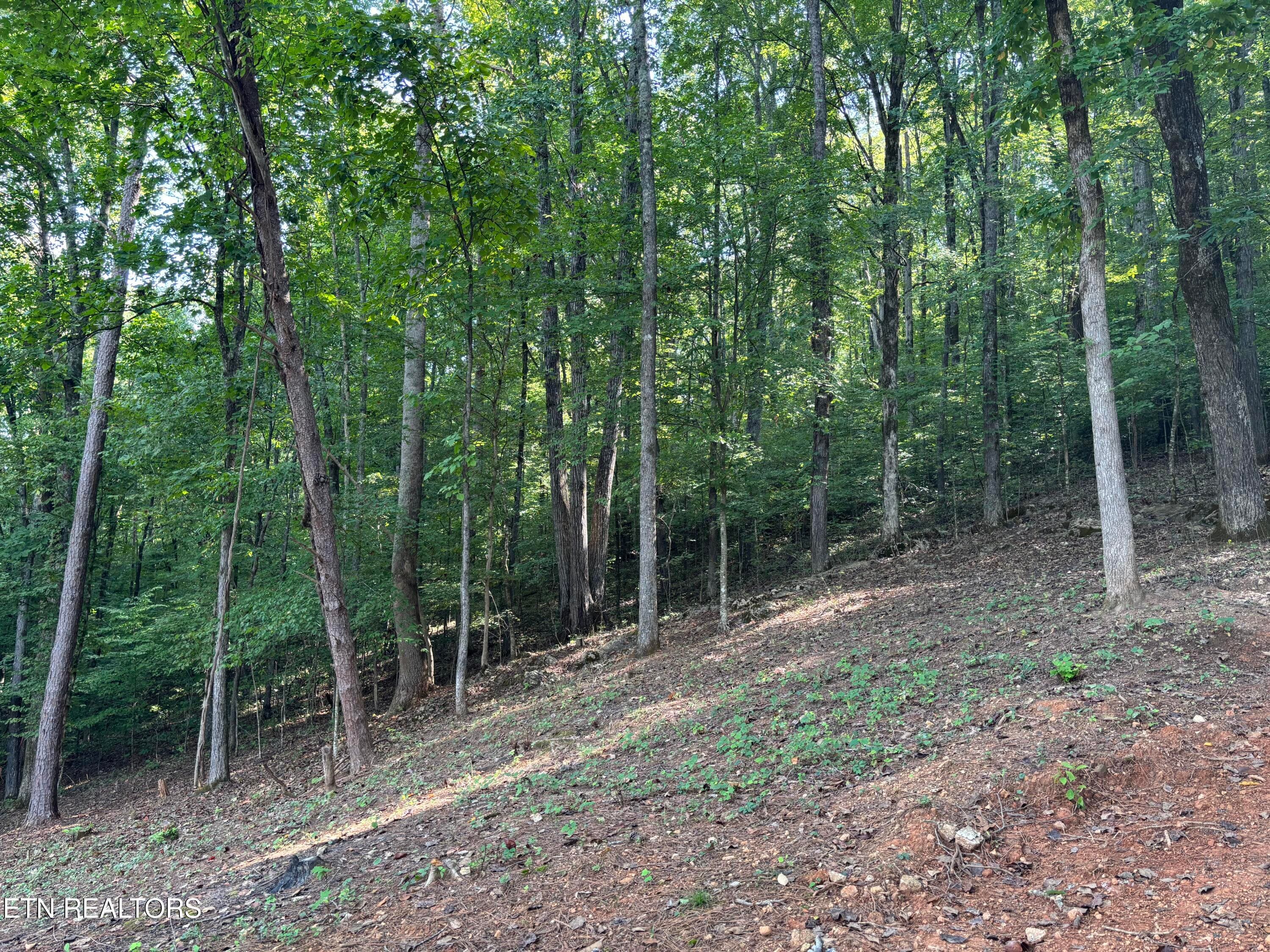 Open Forest - 00 County Road 38, Riceville, TN 37370, Riceville