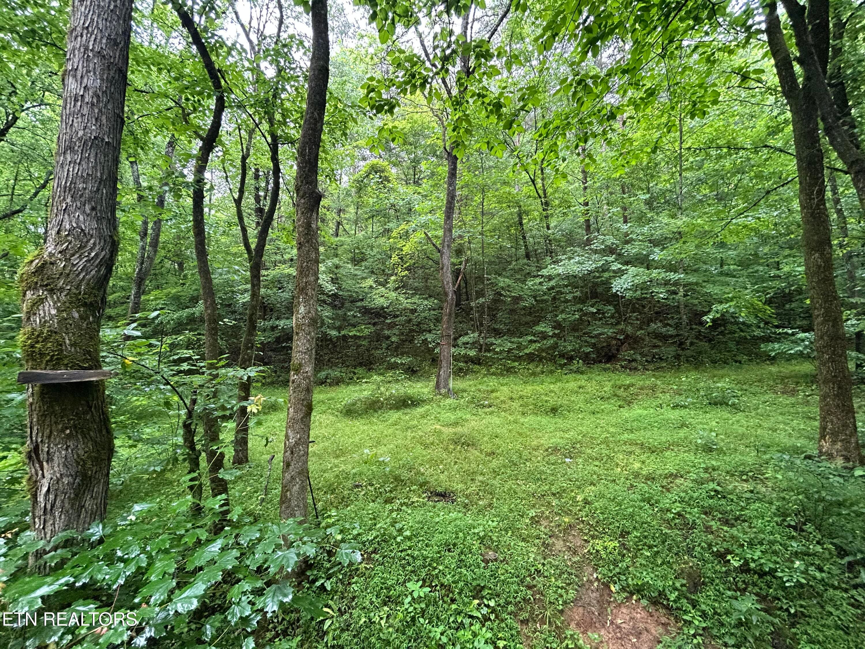 IMG_1514 - 524 Barger Hollow Rd, Parrottsville, TN 37843, Parrottsville