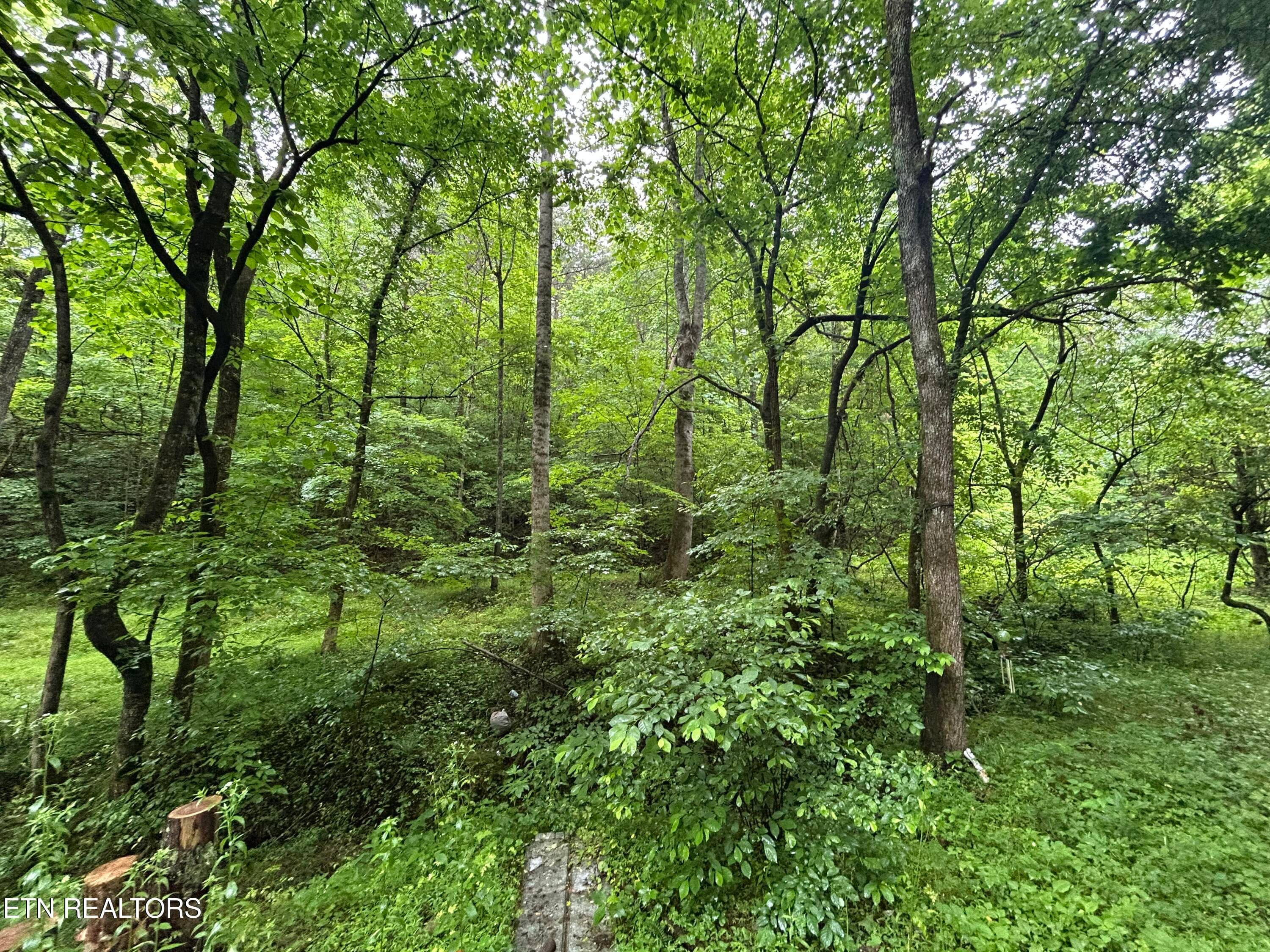 IMG_1512 - 524 Barger Hollow Rd, Parrottsville, TN 37843, Parrottsville