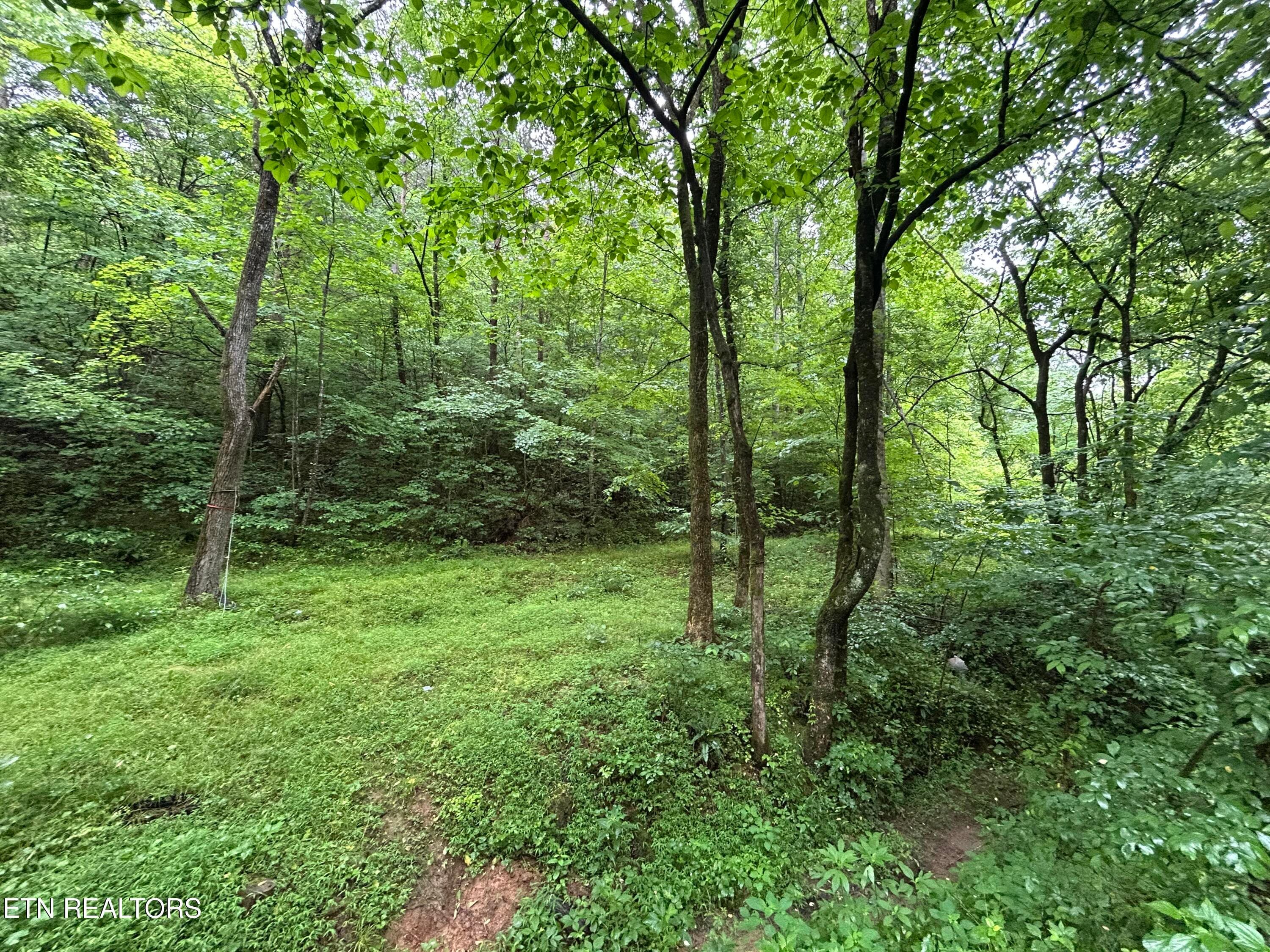 IMG_1513 - 524 Barger Hollow Rd, Parrottsville, TN 37843, Parrottsville