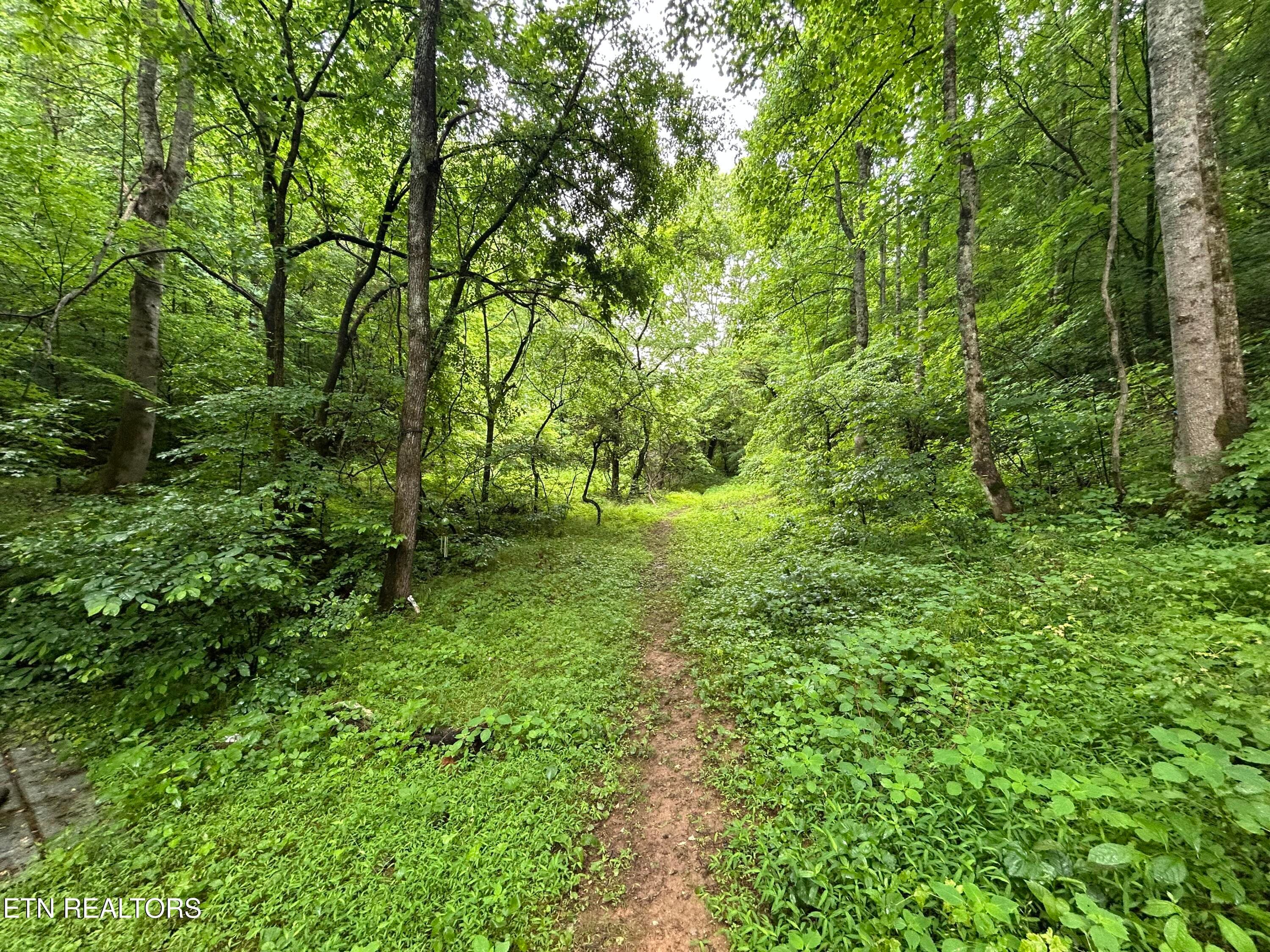IMG_1511 - 524 Barger Hollow Rd, Parrottsville, TN 37843, Parrottsville