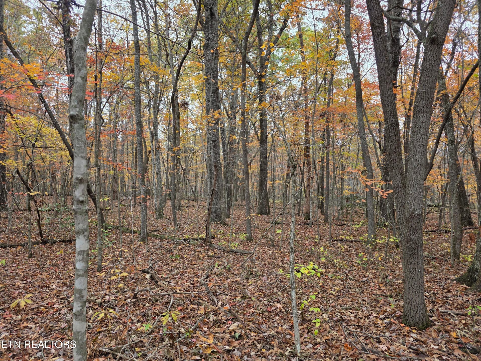 6 Divide Tr, Monterey, TN 38574