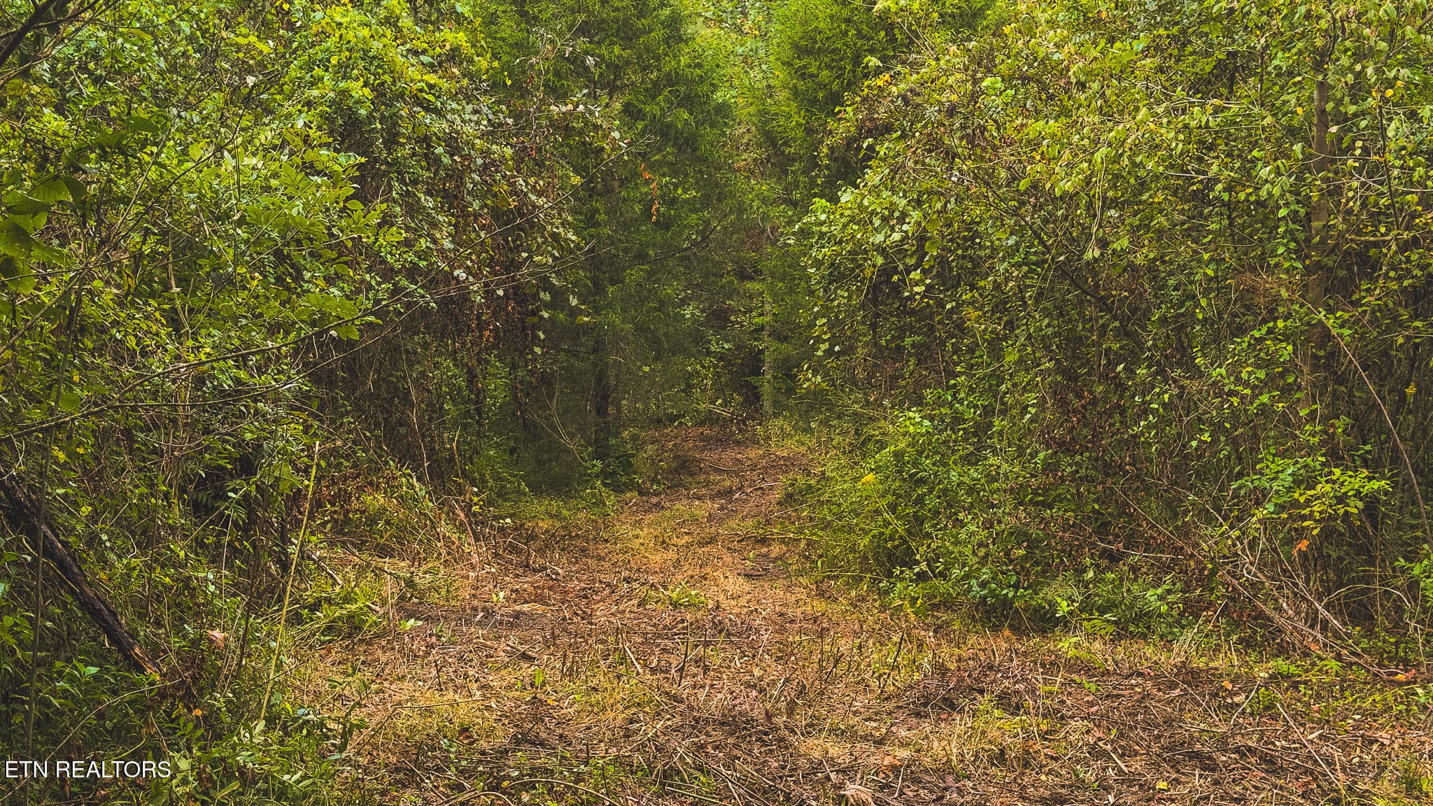 IMG_4306 - 1432 Beech Creek Rd, Rogersville, TN 37857, Rogersville