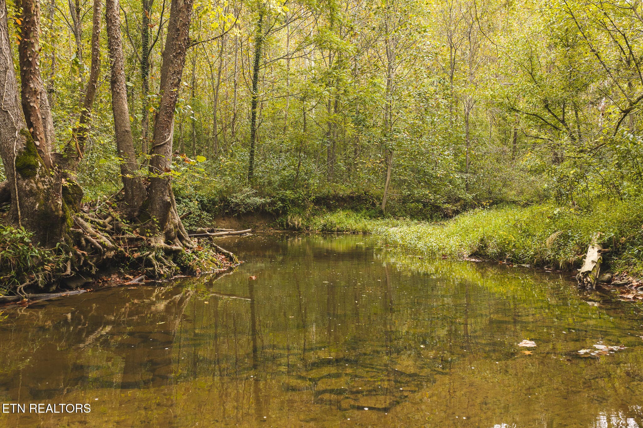DJI_20260923141146_0326_D - Copy - 1444 Beech Creek Rd, Rogersville, TN 37857, Rogersville