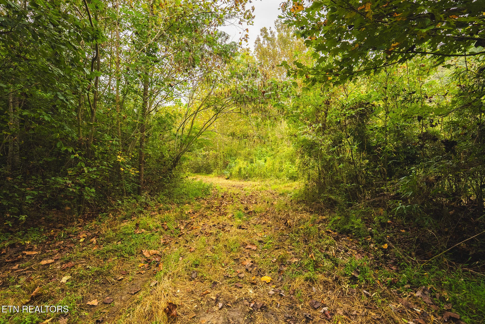 DSC04166 - 1444 Beech Creek Rd, Rogersville, TN 37857, Rogersville