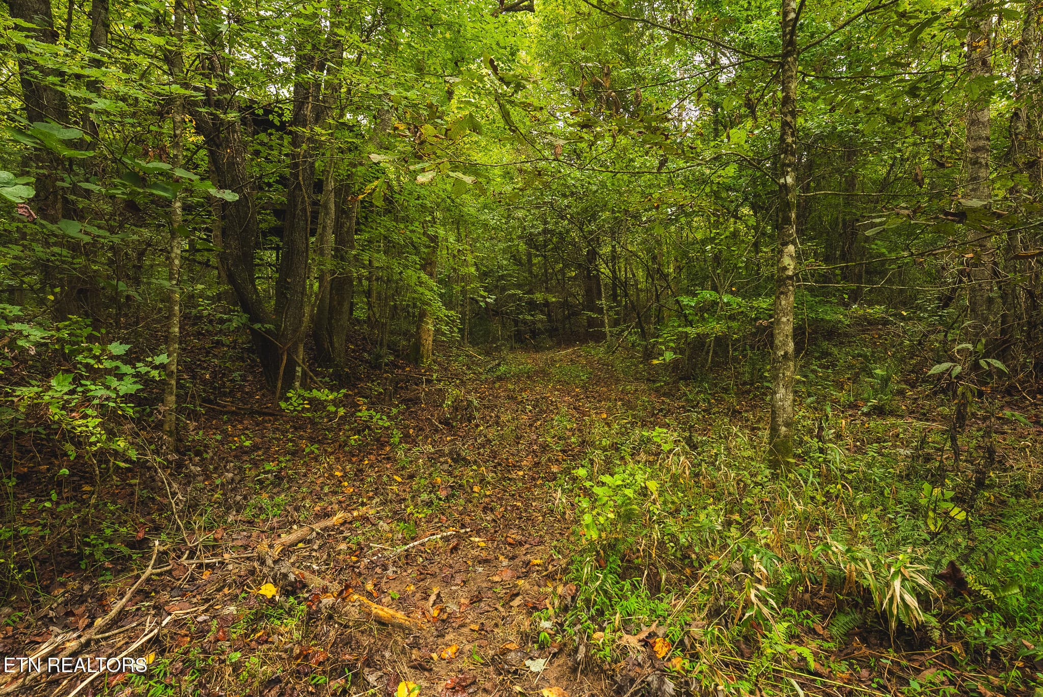 DSC04171 - 1444 Beech Creek Rd, Rogersville, TN 37857, Rogersville