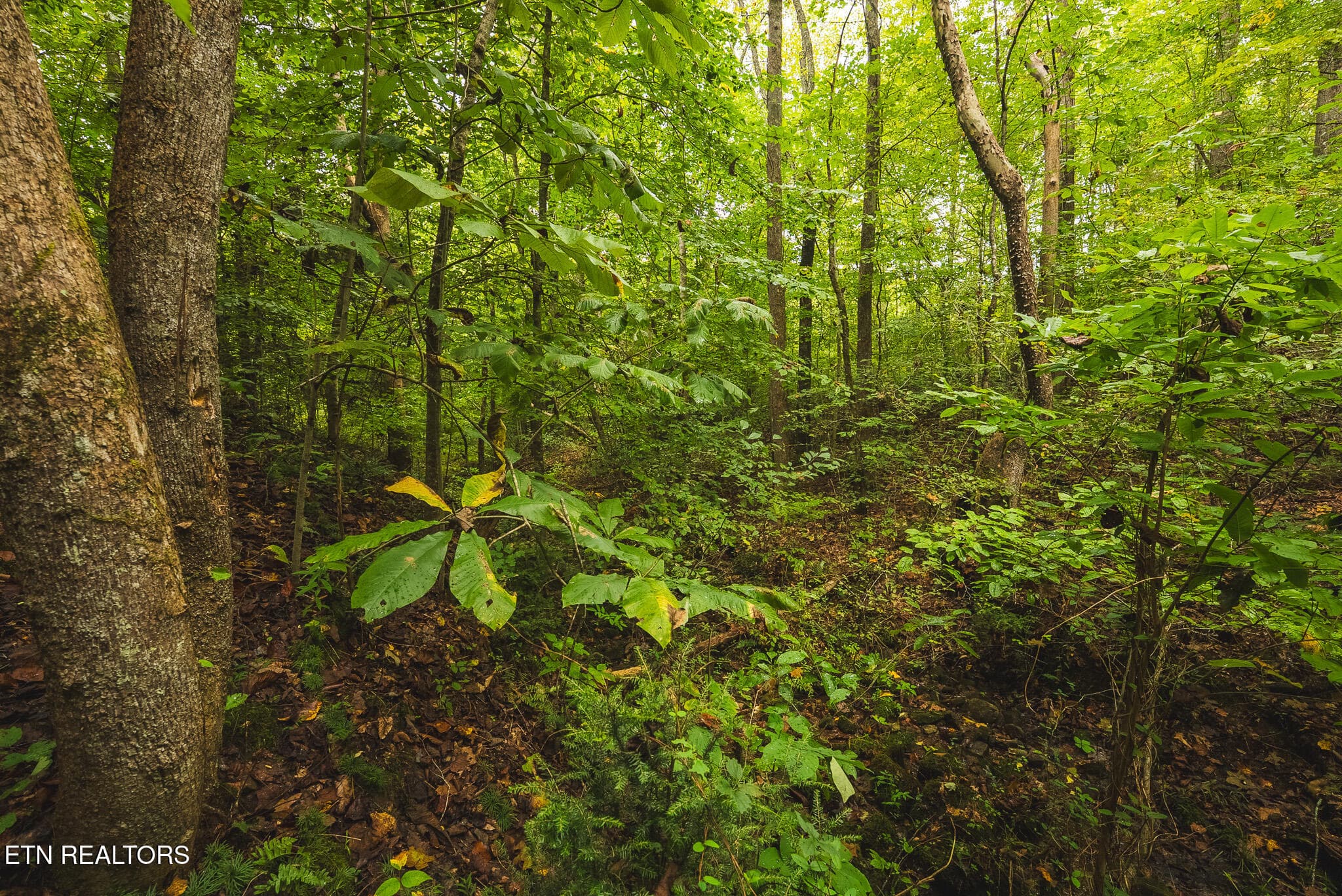 DSC04182 - 1444 Beech Creek Rd, Rogersville, TN 37857, Rogersville