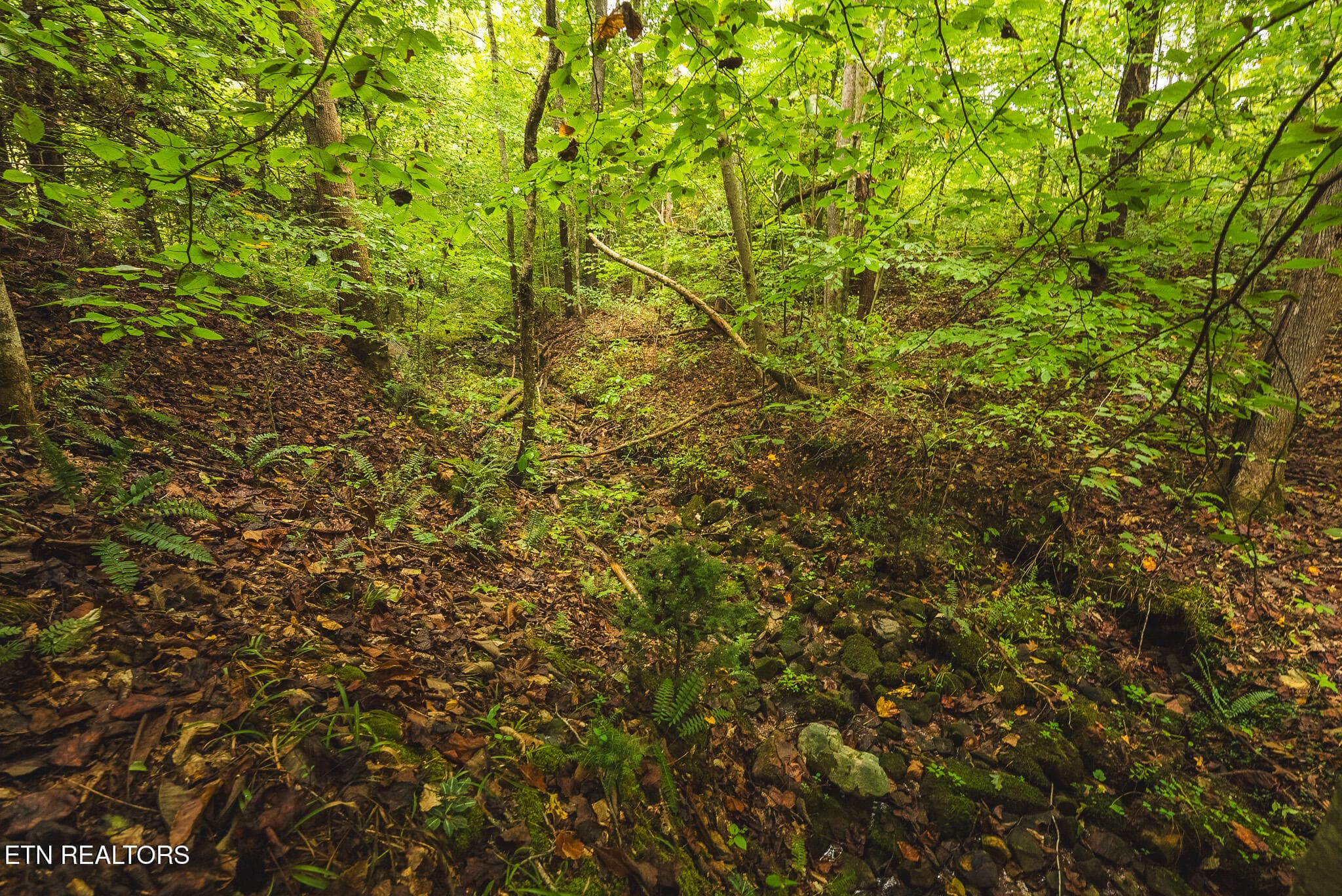 DSC04184 - 1444 Beech Creek Rd, Rogersville, TN 37857, Rogersville