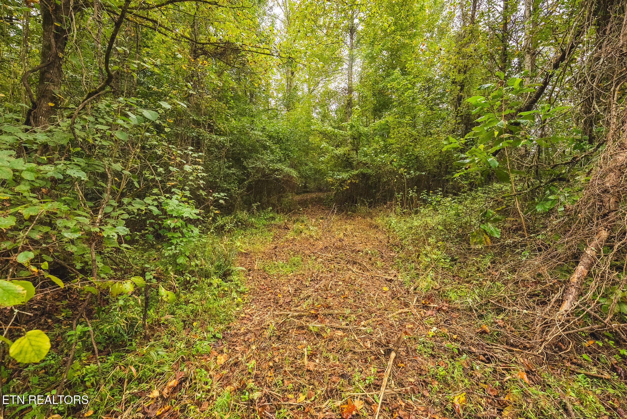 DSC04187 - 1444 Beech Creek Rd, Rogersville, TN 37857, Rogersville