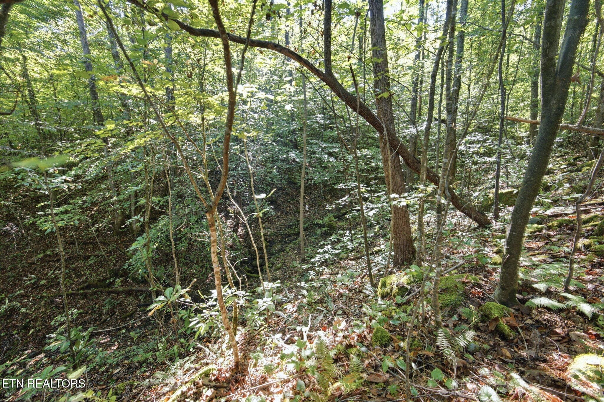 83-web-or-mls-085_TRW_2747 - 5935 New River Hwy, Briceville, TN 37710, Briceville