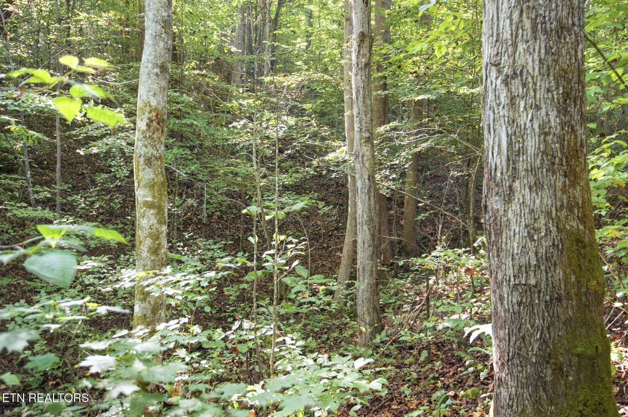 79-web-or-mls-081_TRW_2663 - 5935 New River Hwy, Briceville, TN 37710, Briceville
