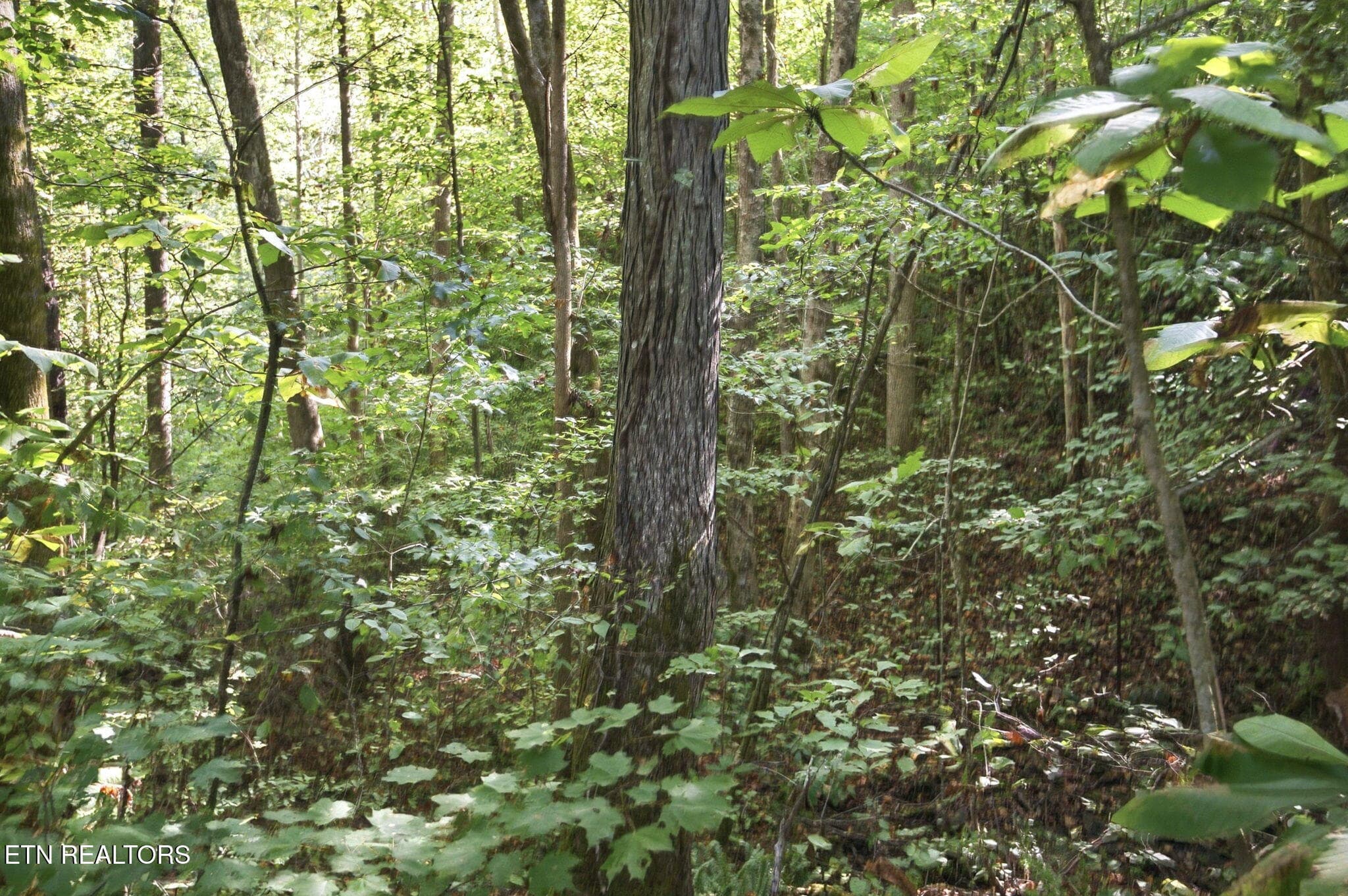 80-web-or-mls-082_TRW_2666 - 5935 New River Hwy, Briceville, TN 37710, Briceville