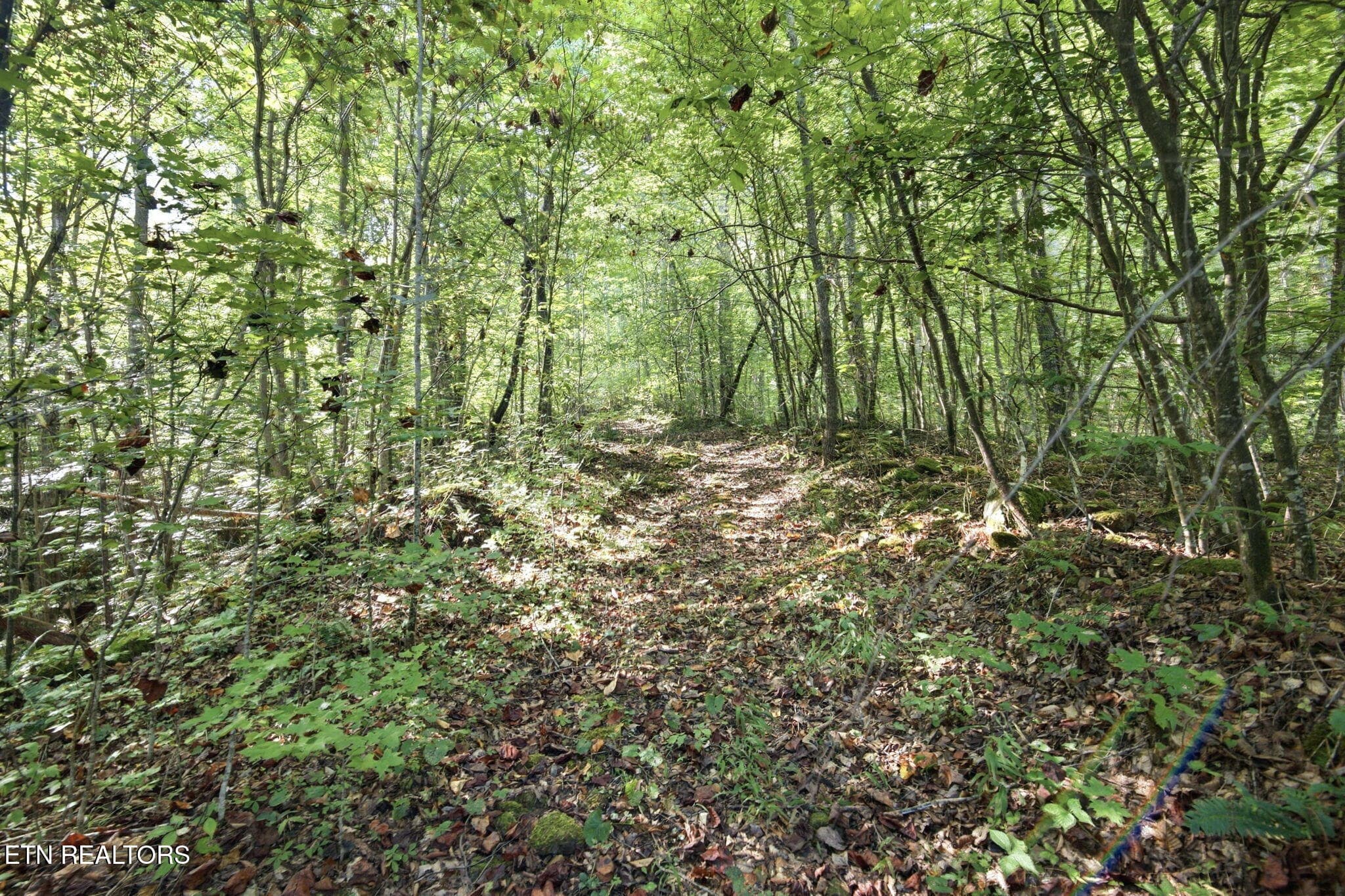 32-web-or-mls-033_TRW_2744 - 5935 New River Hwy, Briceville, TN 37710, Briceville