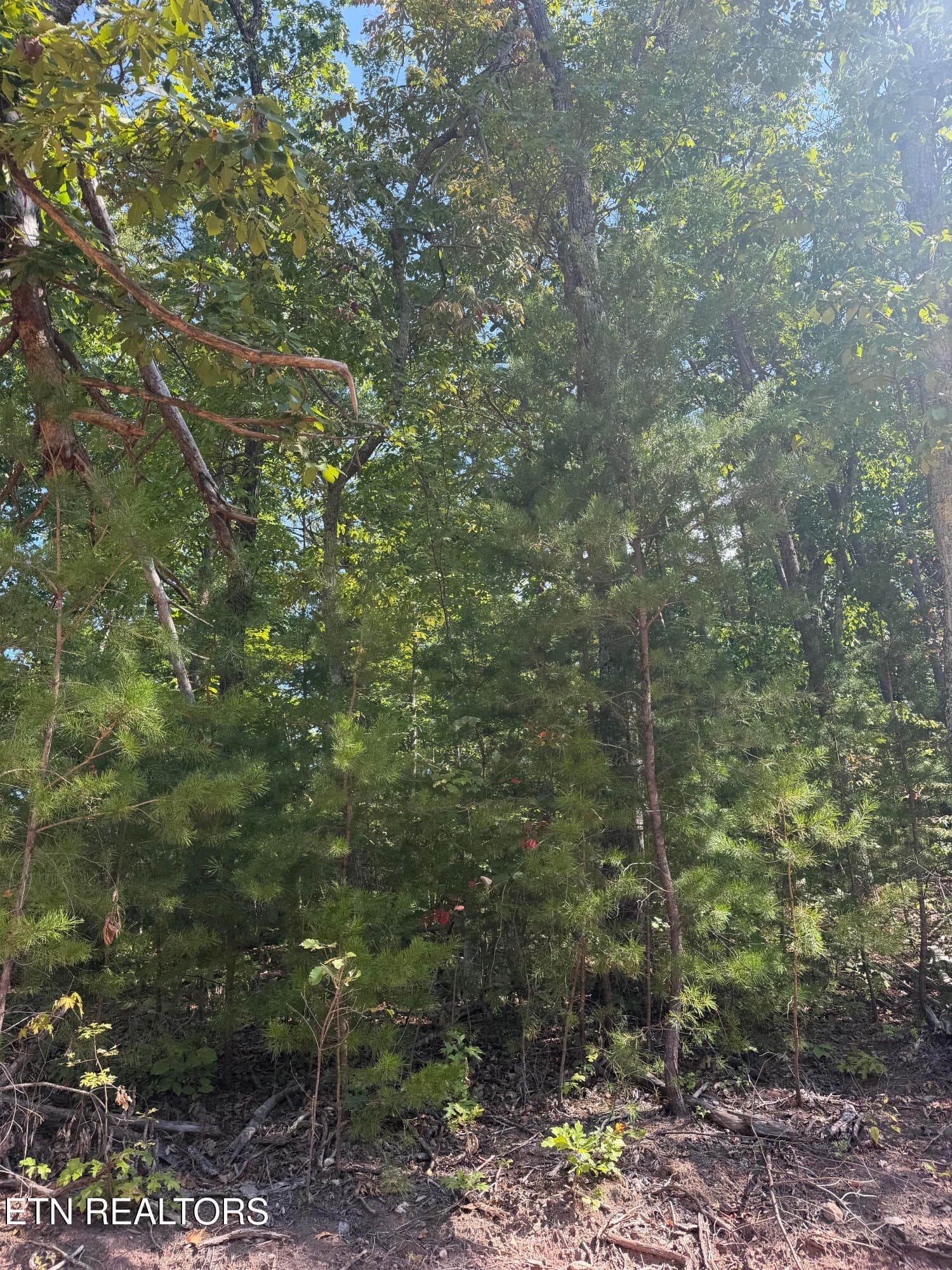 unnamed (1) - Lot 1 Mecca Pike, Tellico Plains, TN 37385, Tellico Plains