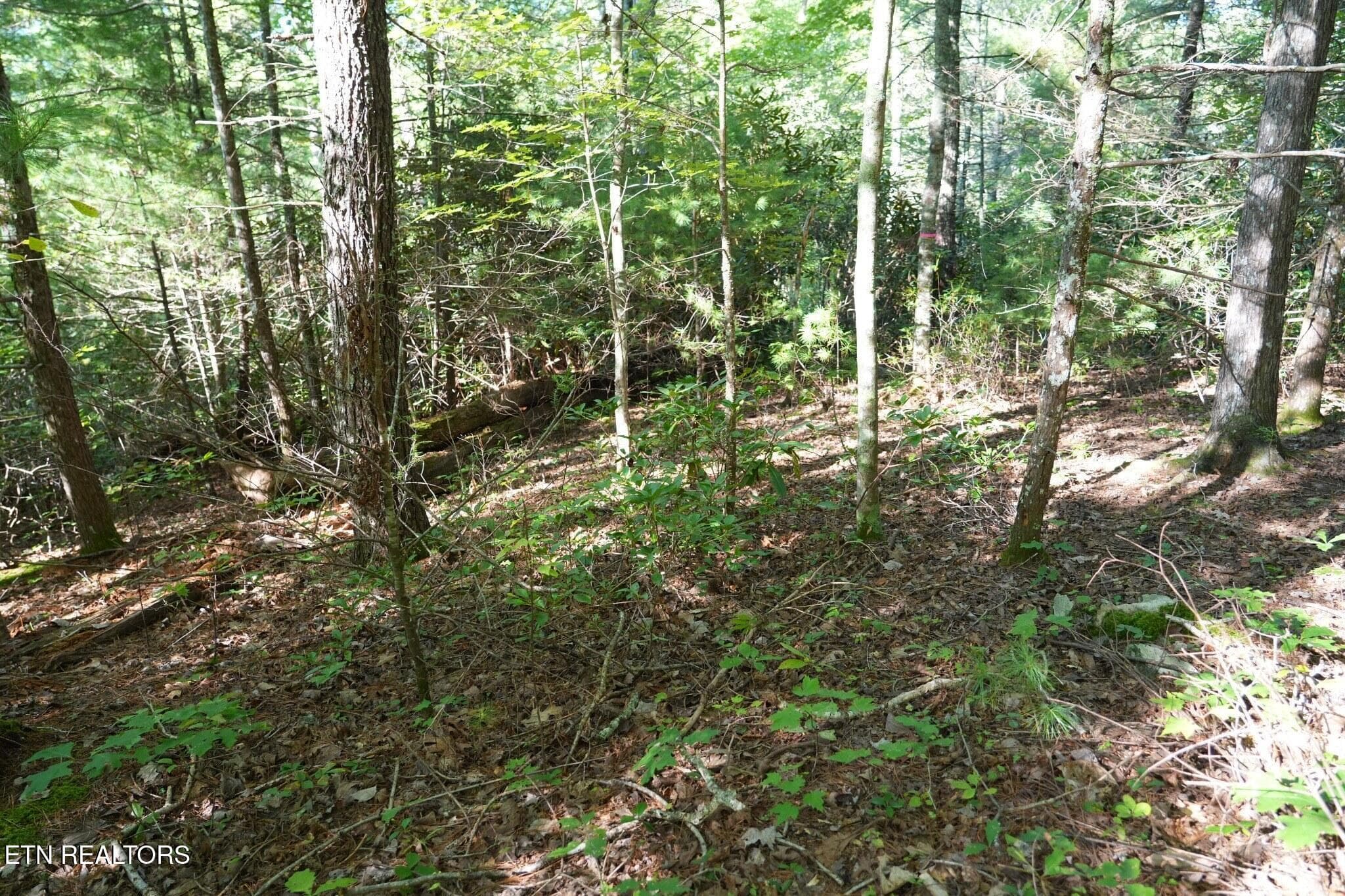 FlexMLS_Resized_Wooded_Area_2 - 3738 Oliver Way, Sevierville, TN 37876, Sevierville