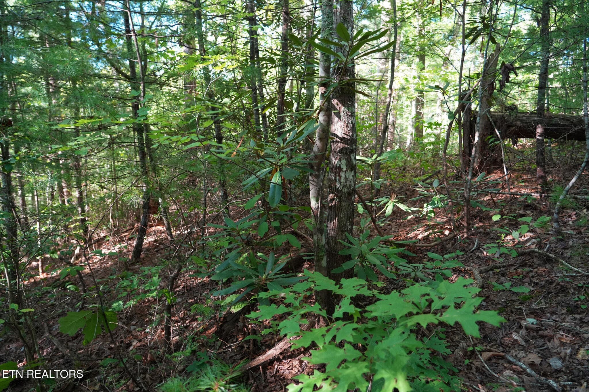 FlexMLS_Resized_Wooded_Area_3 - 3738 Oliver Way, Sevierville, TN 37876, Sevierville