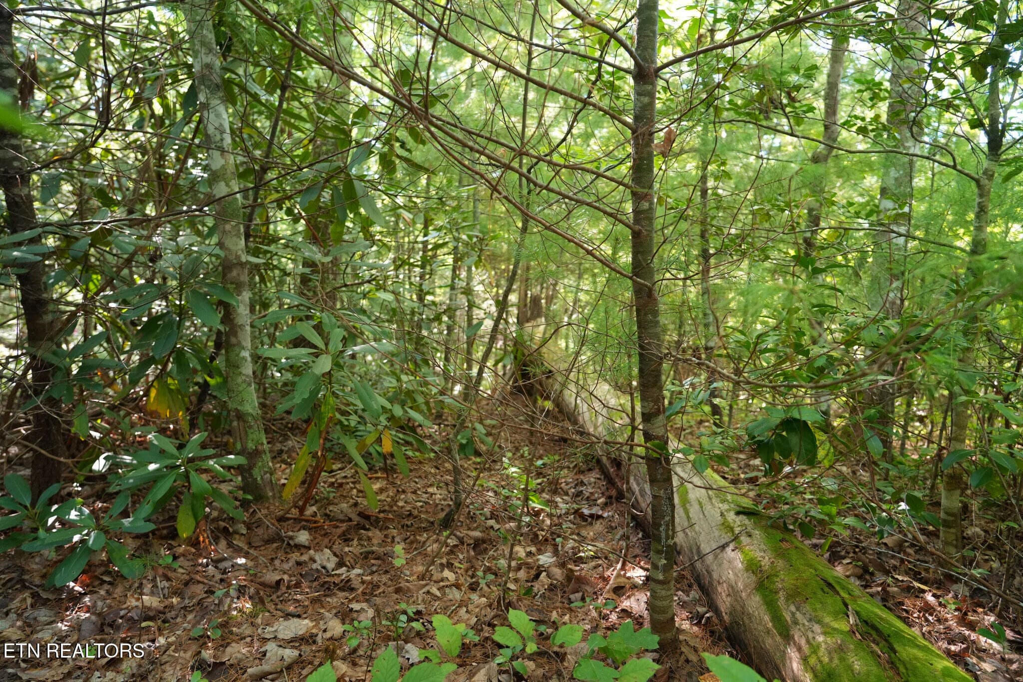FlexMLS_Resized_Wooded_Area_5 - 3738 Oliver Way, Sevierville, TN 37876, Sevierville
