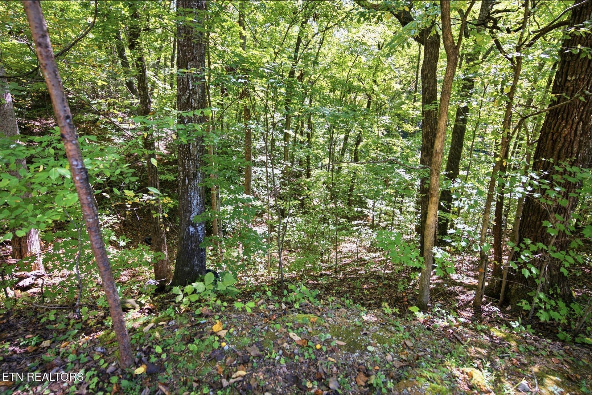 11_012_DSC01109 - 19 Roy Lee Way, Seymour, TN 37865