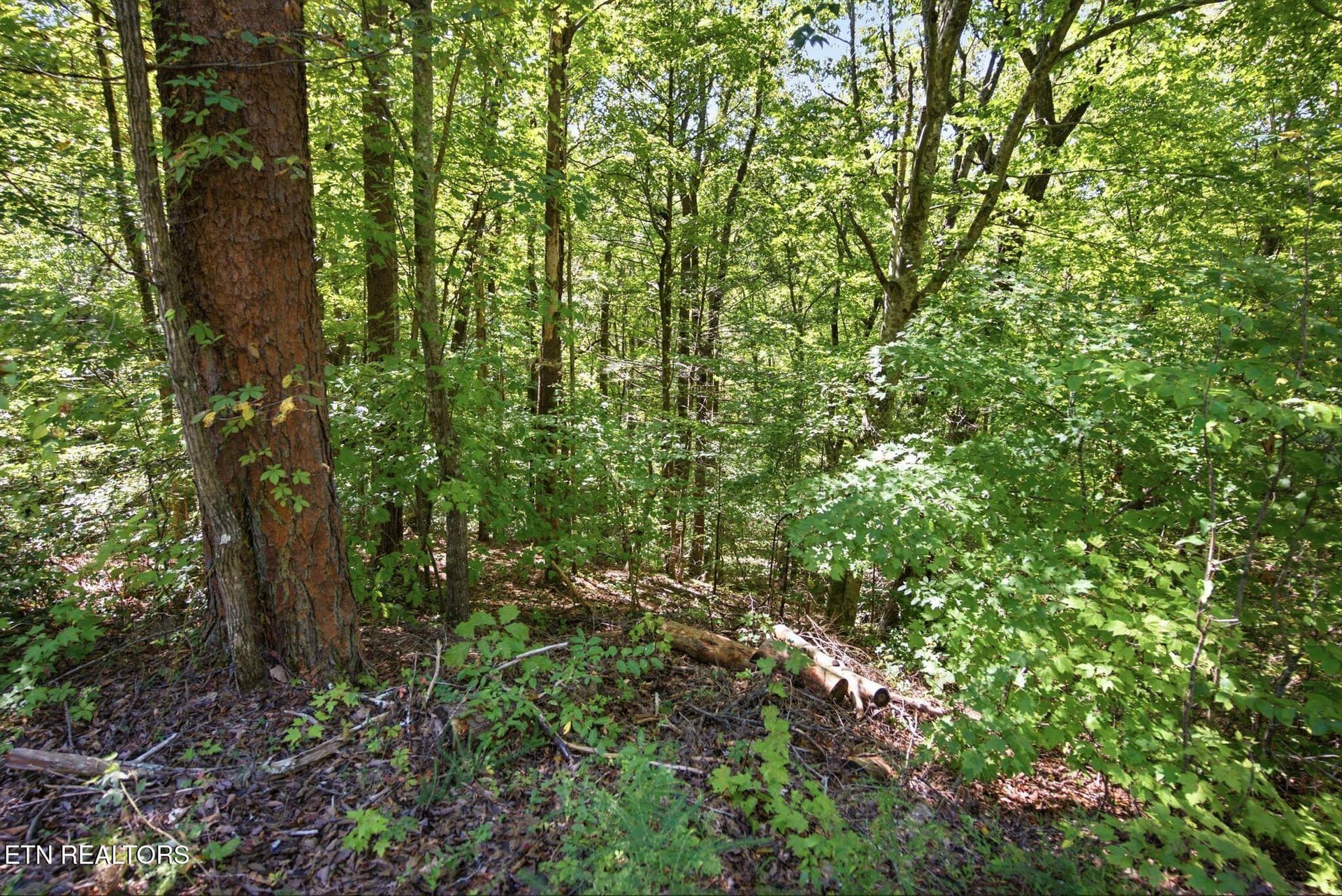 13_014_DSC01127 - 19 Roy Lee Way, Seymour, TN 37865